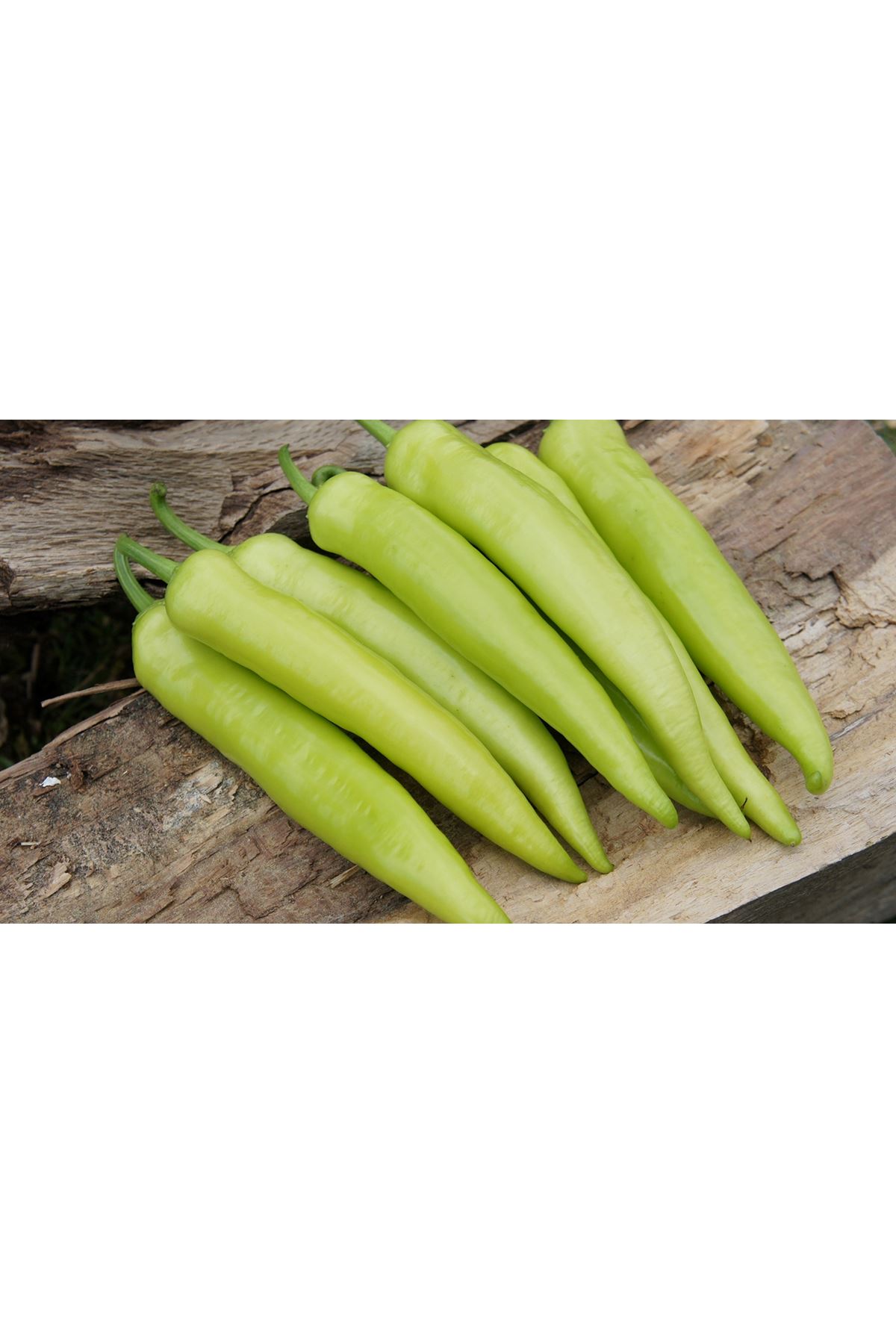 KANYON F1 BİBER TOHUMU 