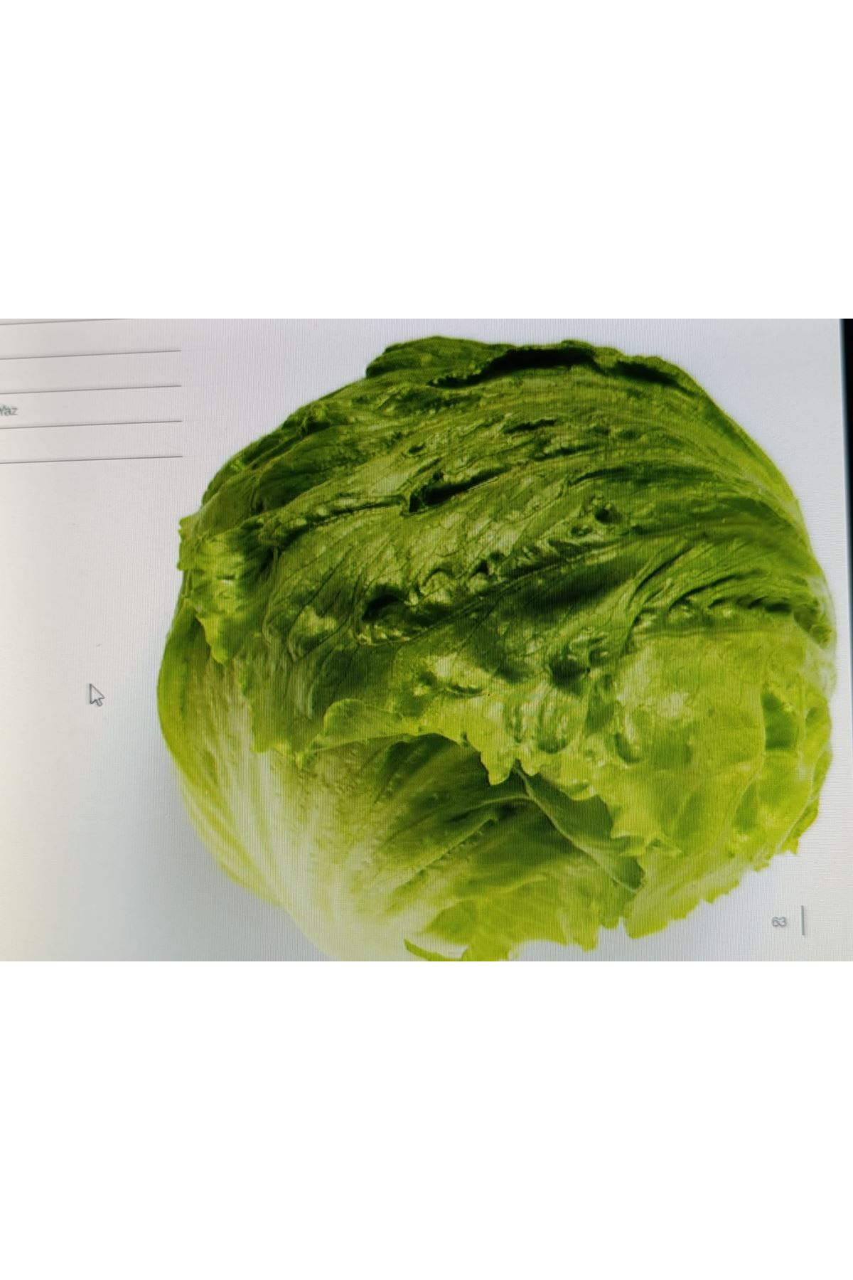 ZOLİVA İCEBERG MARUL TOHUMU 