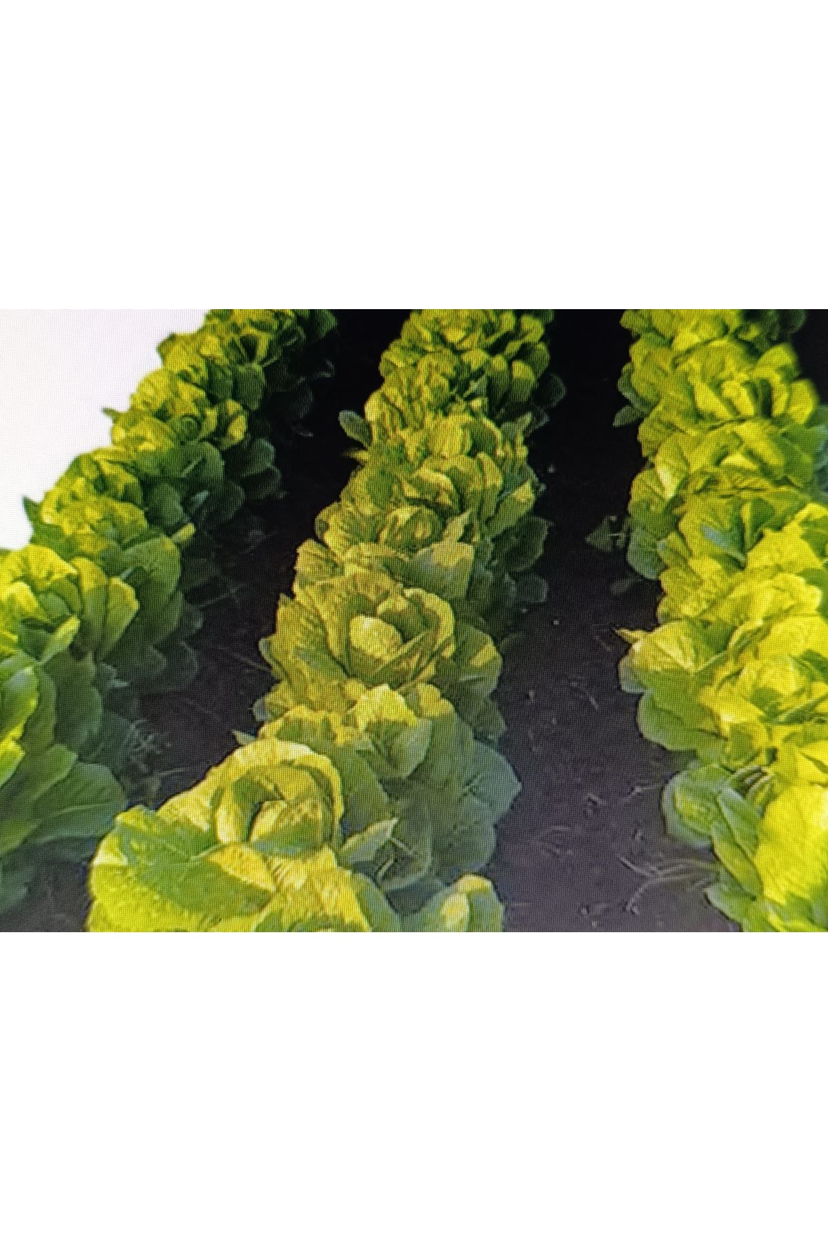 NUN 06118 YEDİKULE MARUL TOHUMU