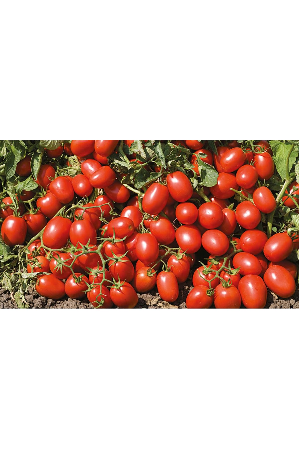 N6416 F1 DOMATES TOHUMU