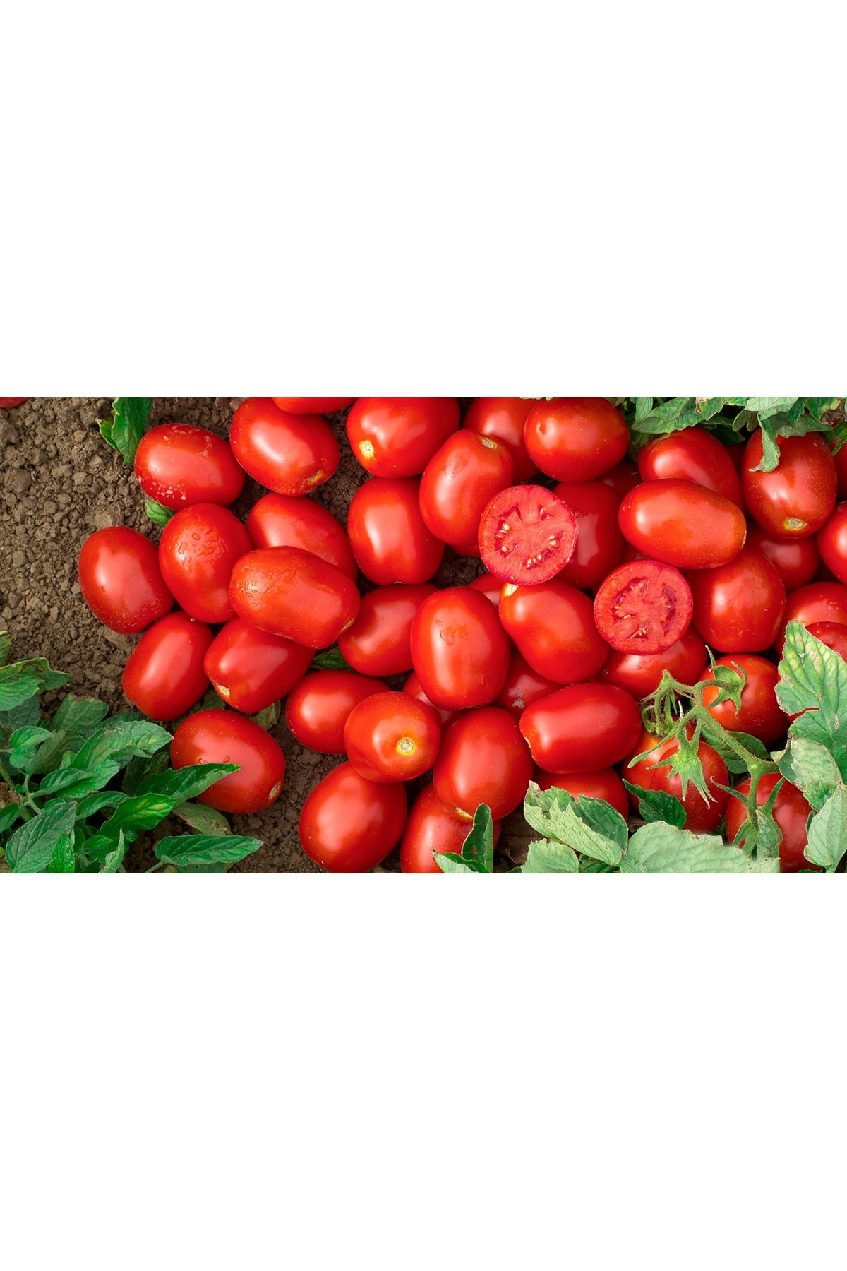 VULESSE F1 DOMATES TOHUMU