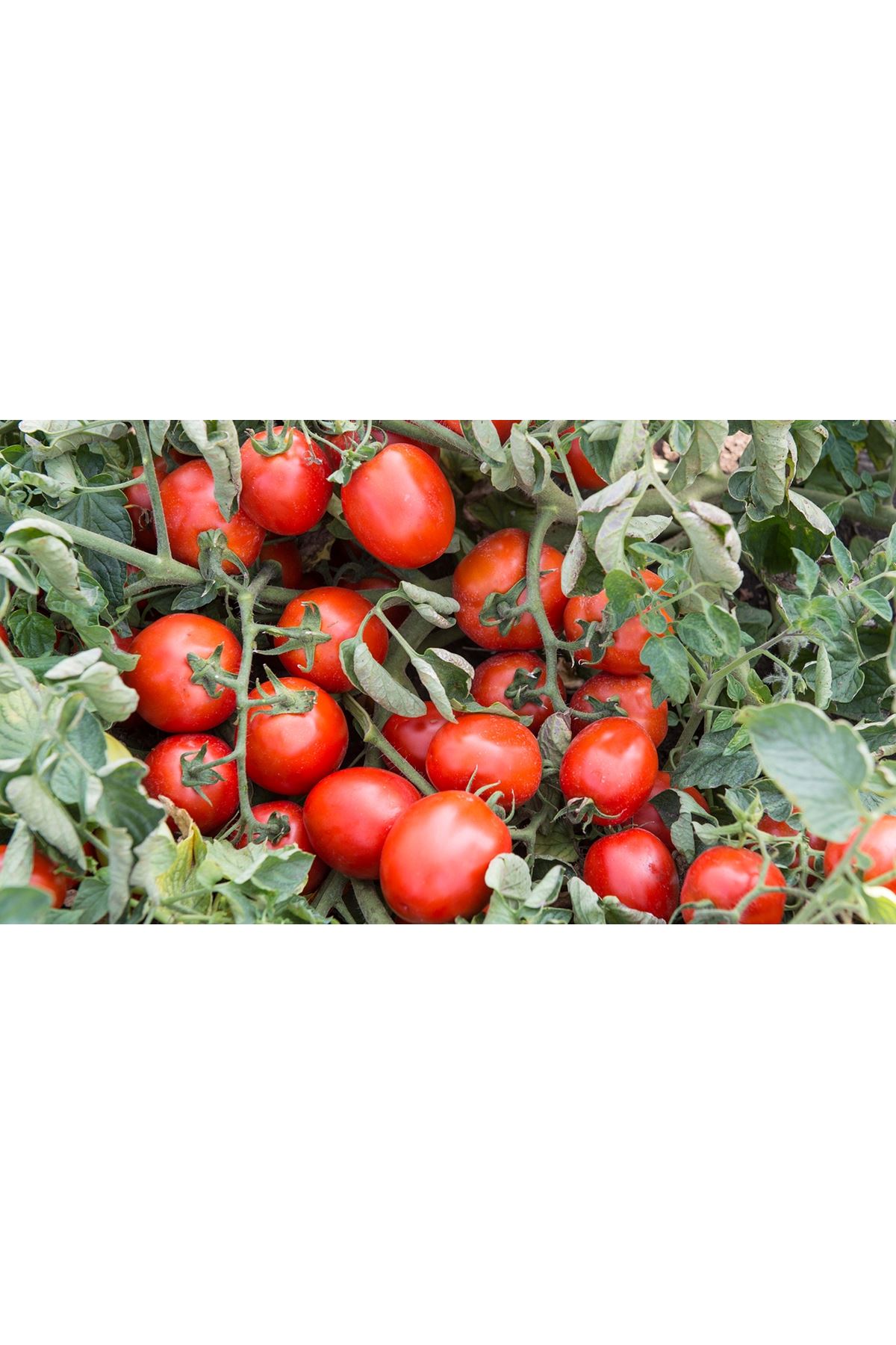 Advance F1 Domates Tohumu