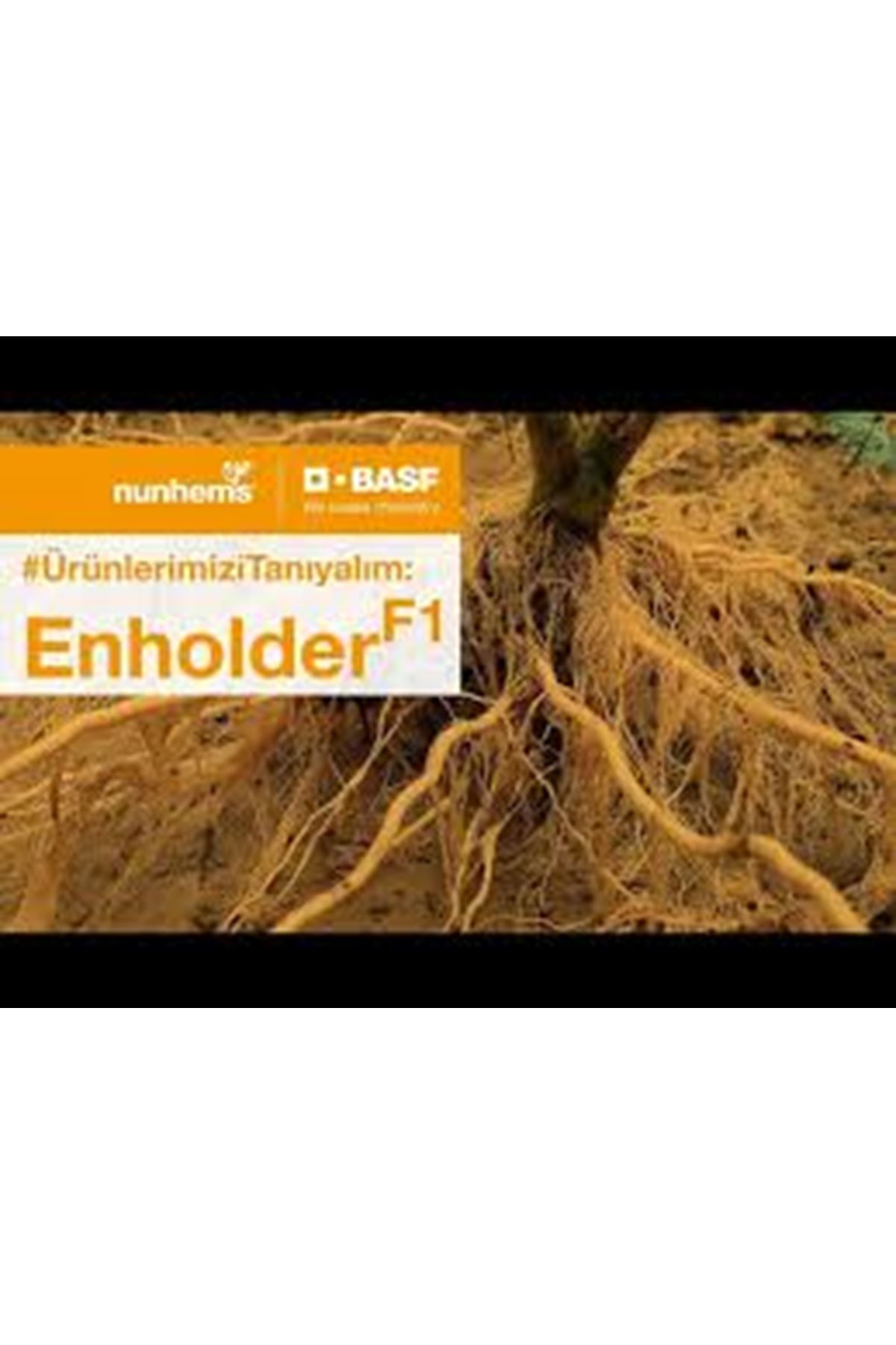 ENHOLDER F1 DOMATES ANACI  TOHUMU