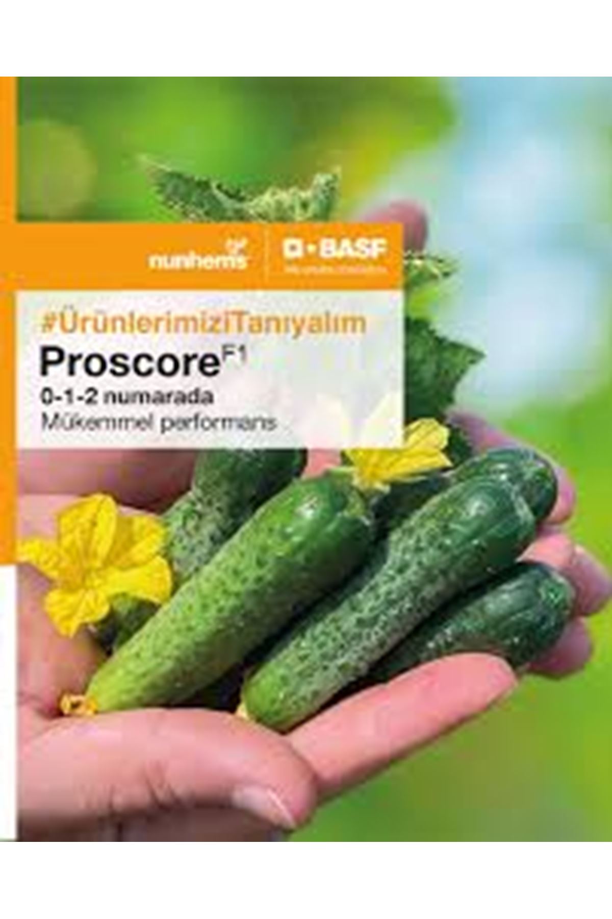 PROSCORE F1 TURŞULUK HIYAR TOHUMU