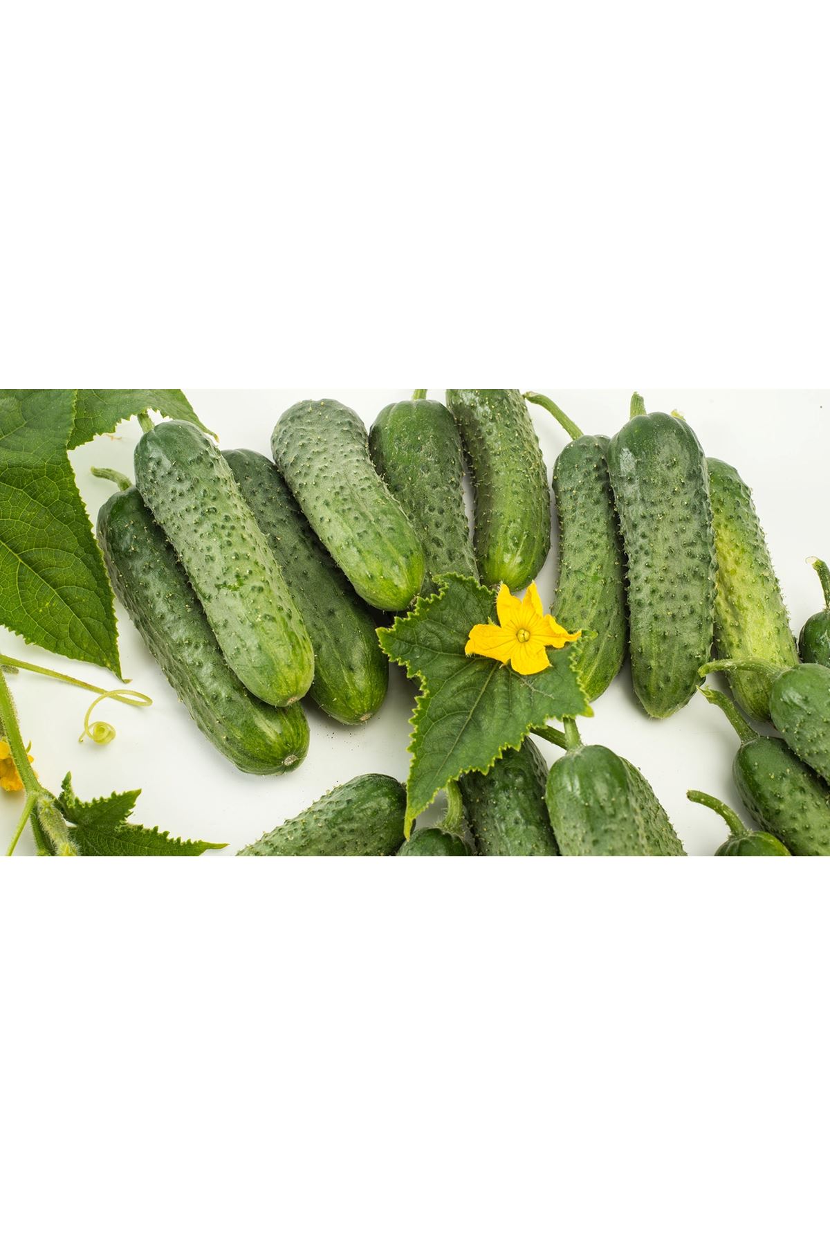 PRESSİNA F1 TURŞULUK HIYAR TOHUMU