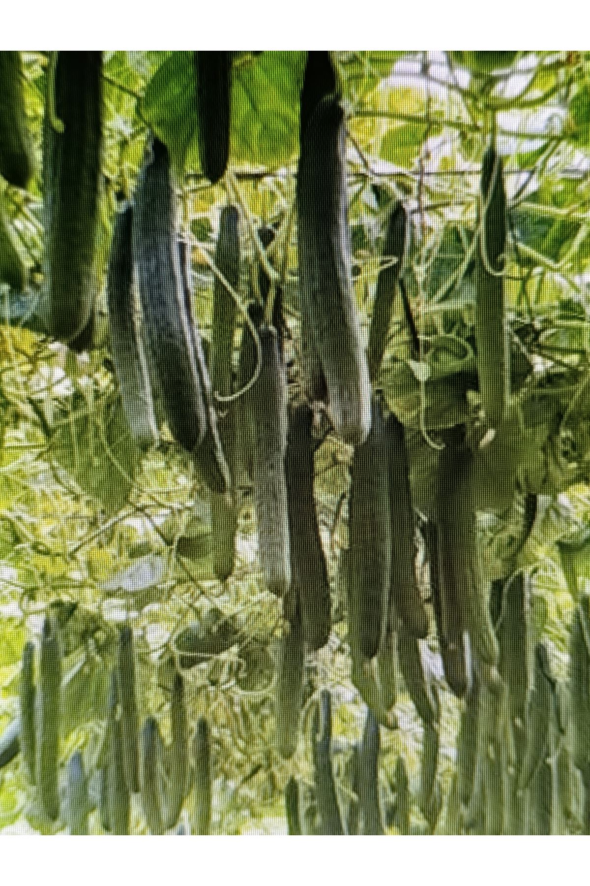 BACCARA F1 HIYAR TOHUMU