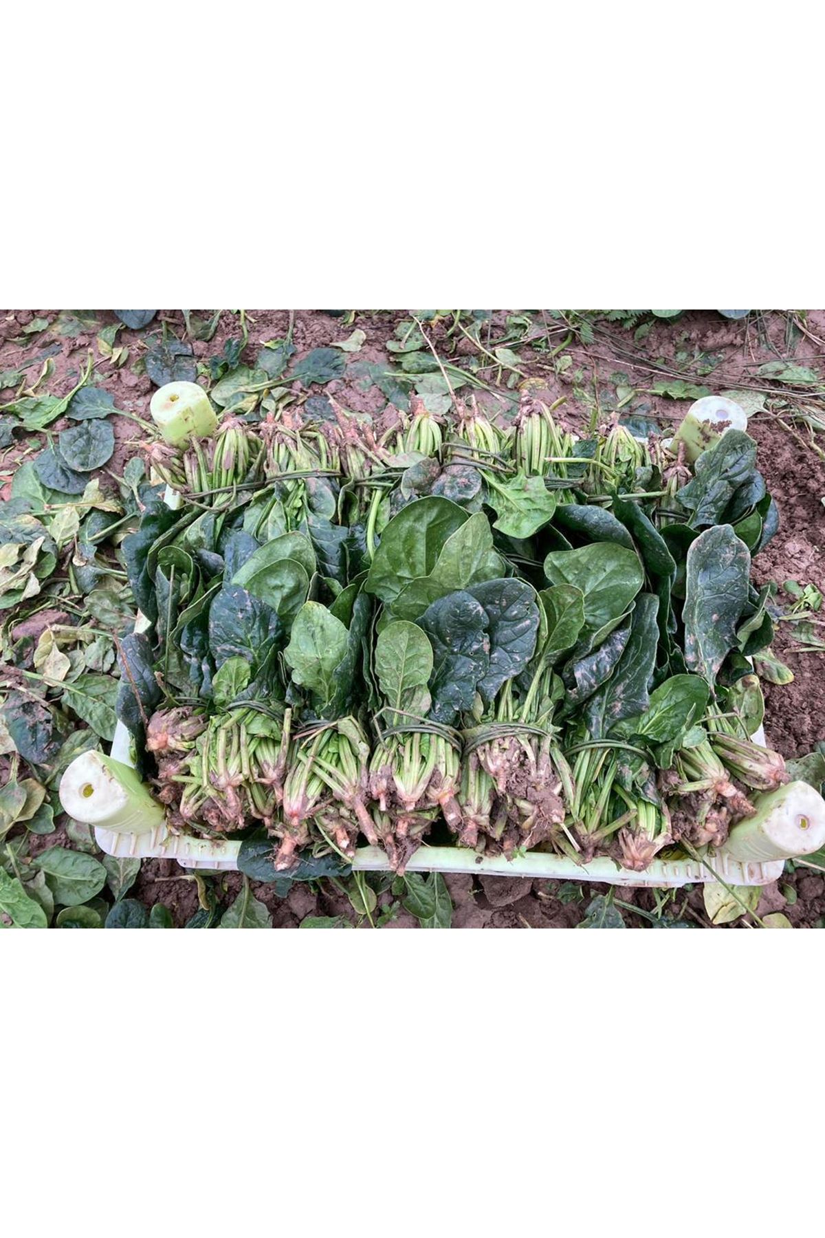 NUNHEMS  SCULPTUR F1 ISPANAK TOHUMU