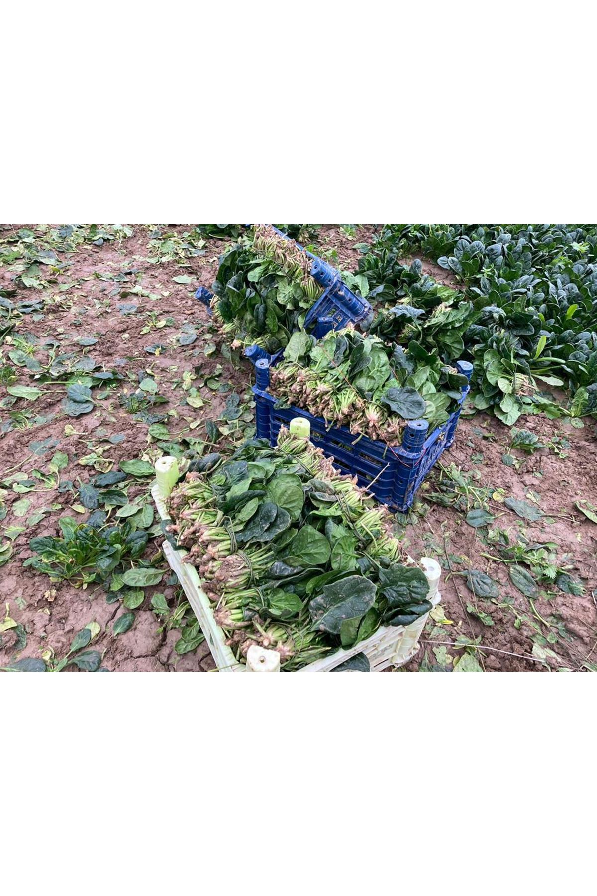 NUNHEMS  SCULPTUR F1 ISPANAK TOHUMU