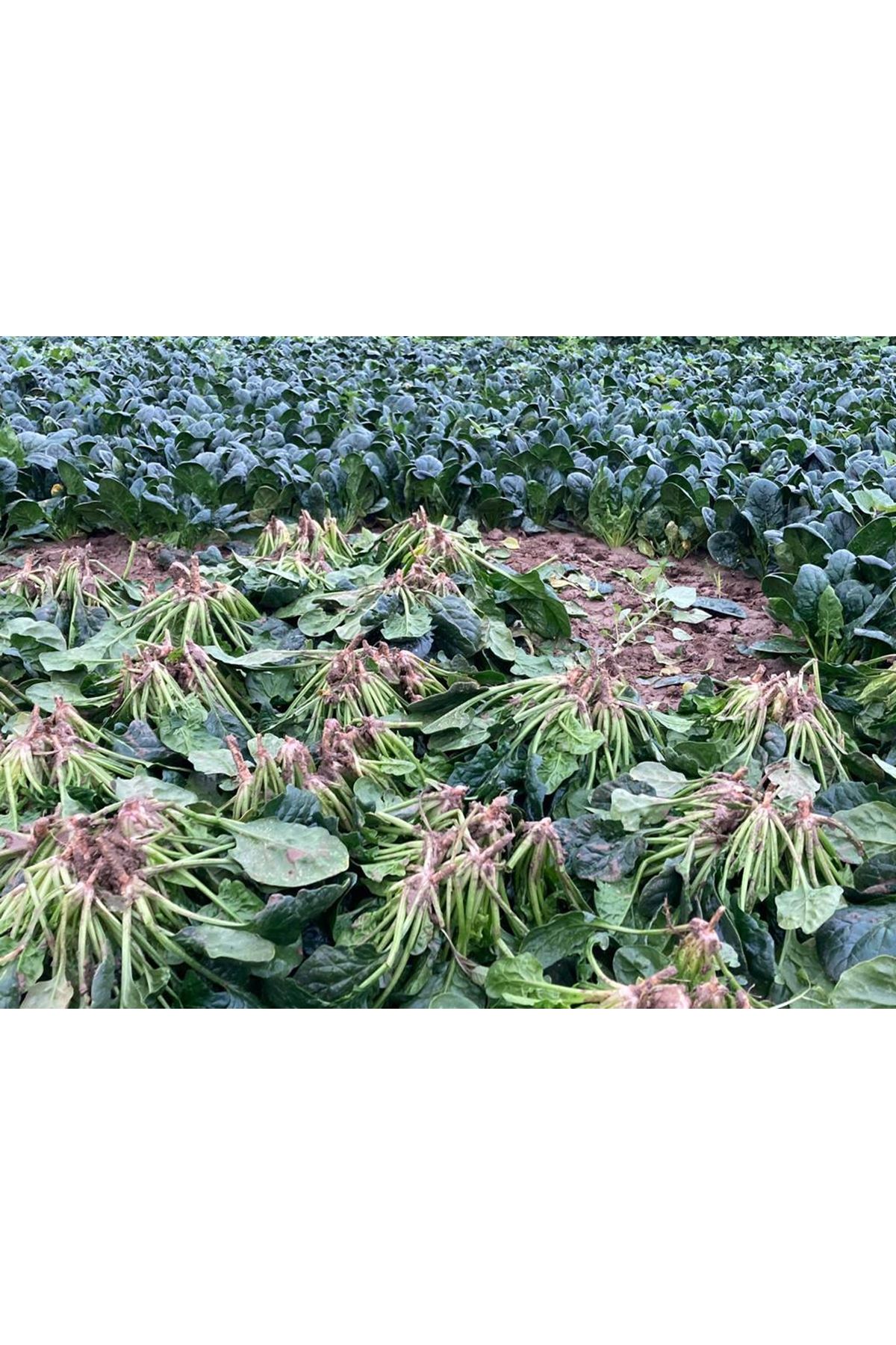 NUNHEMS  SCULPTUR F1 ISPANAK TOHUMU