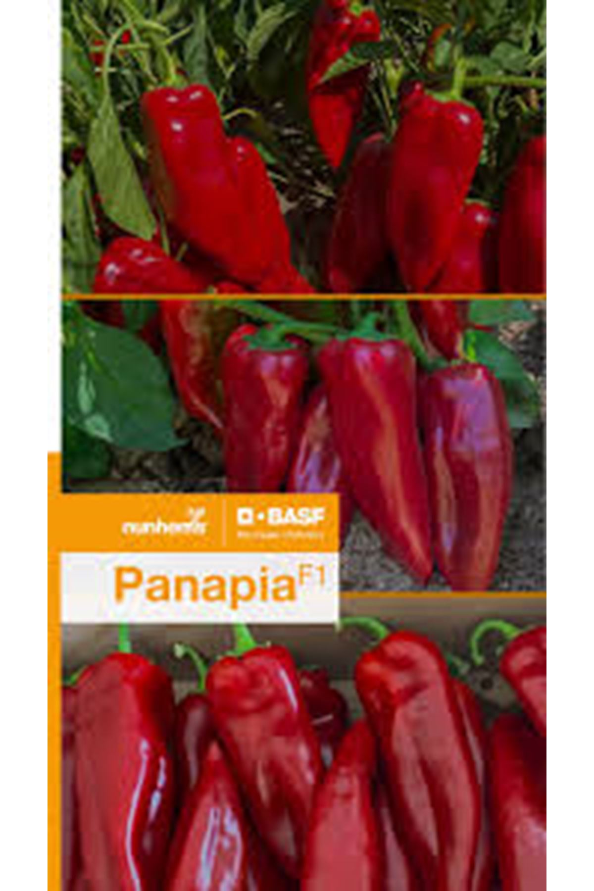 PANAPİA F1 KAPYA BİBER TOHUMU