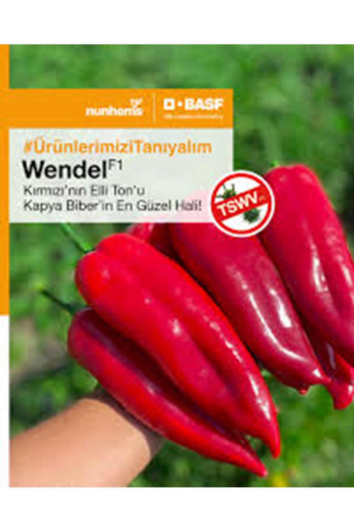 NUNHEMS  WENDEL F1 KAPYA BİBER TOHUMU