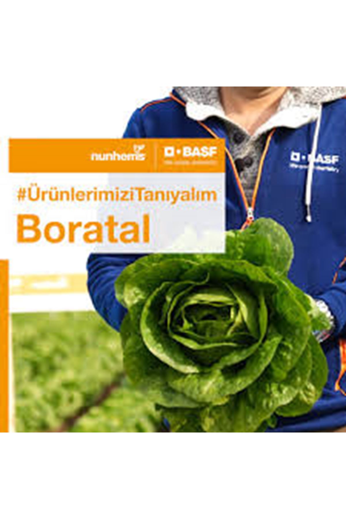 BORATAL F1 YEDİKULE MARUL TOHUMU