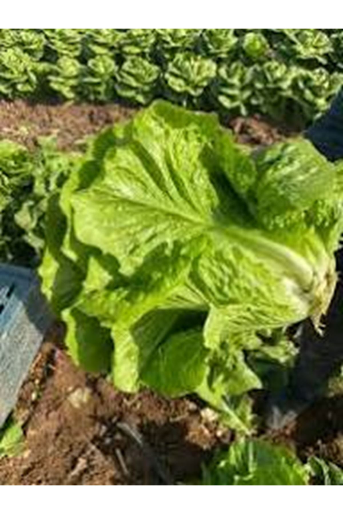 BORATAL F1 YEDİKULE MARUL TOHUMU