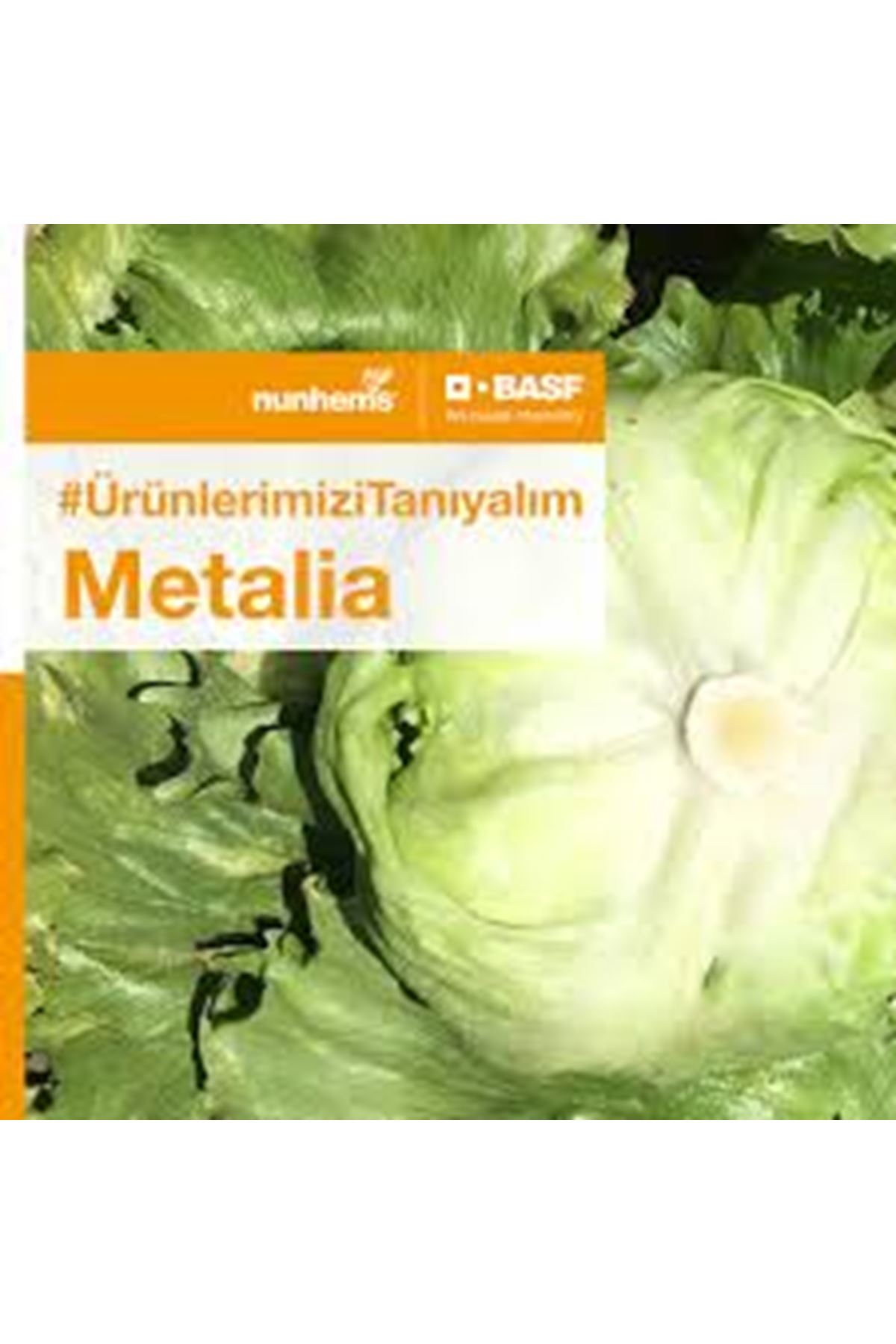  NUNHEMS  METALİA  İCEBERG TOHUMU