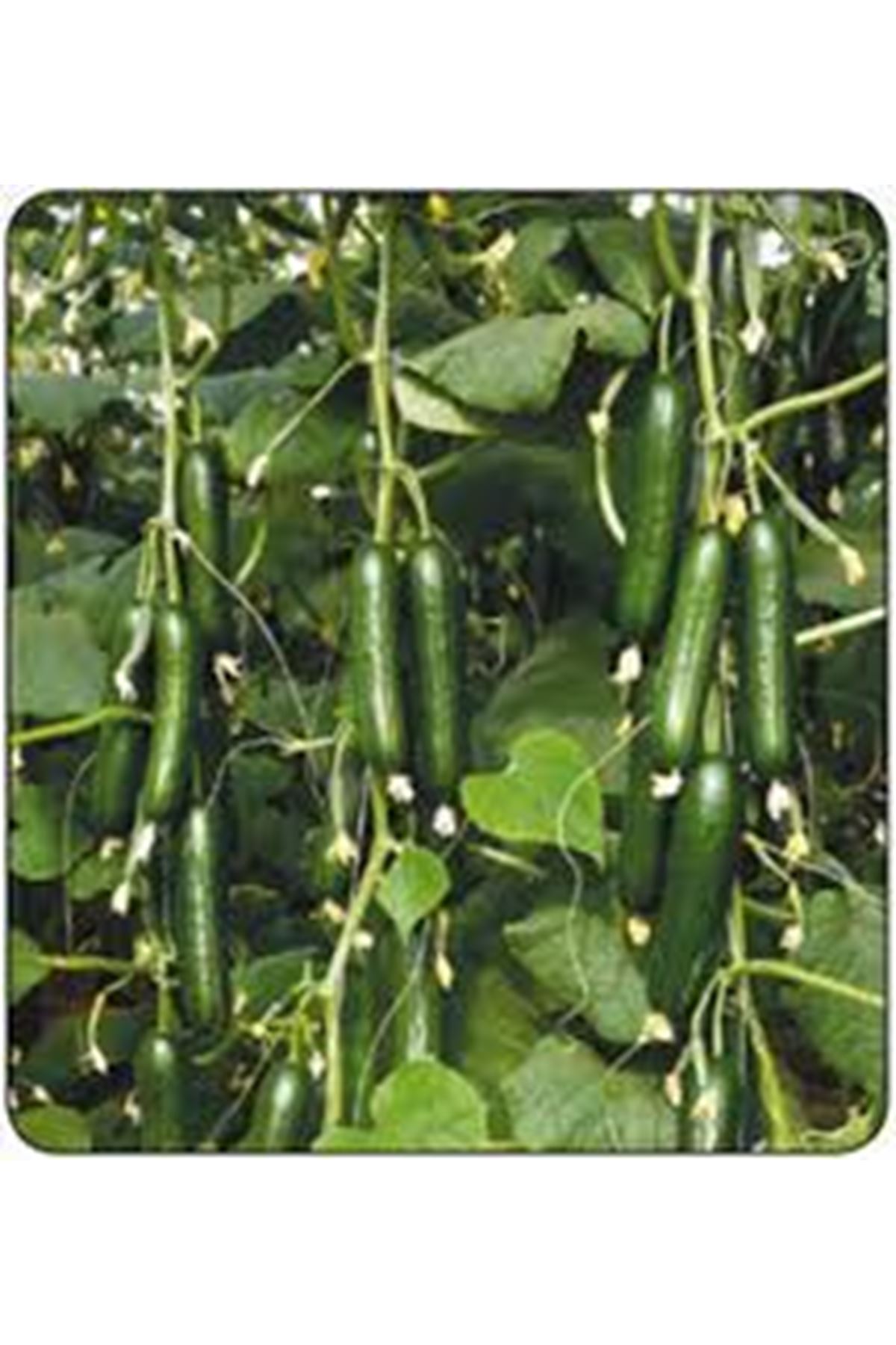 VEOLLA F1 SIRIK HIYAR TOHUMU