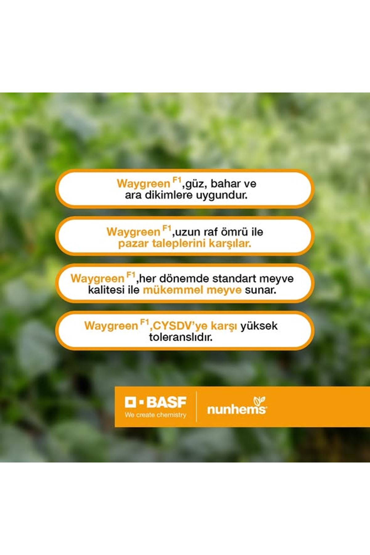 WAYGREEN F1 SIRIK HIYAR TOHUMU