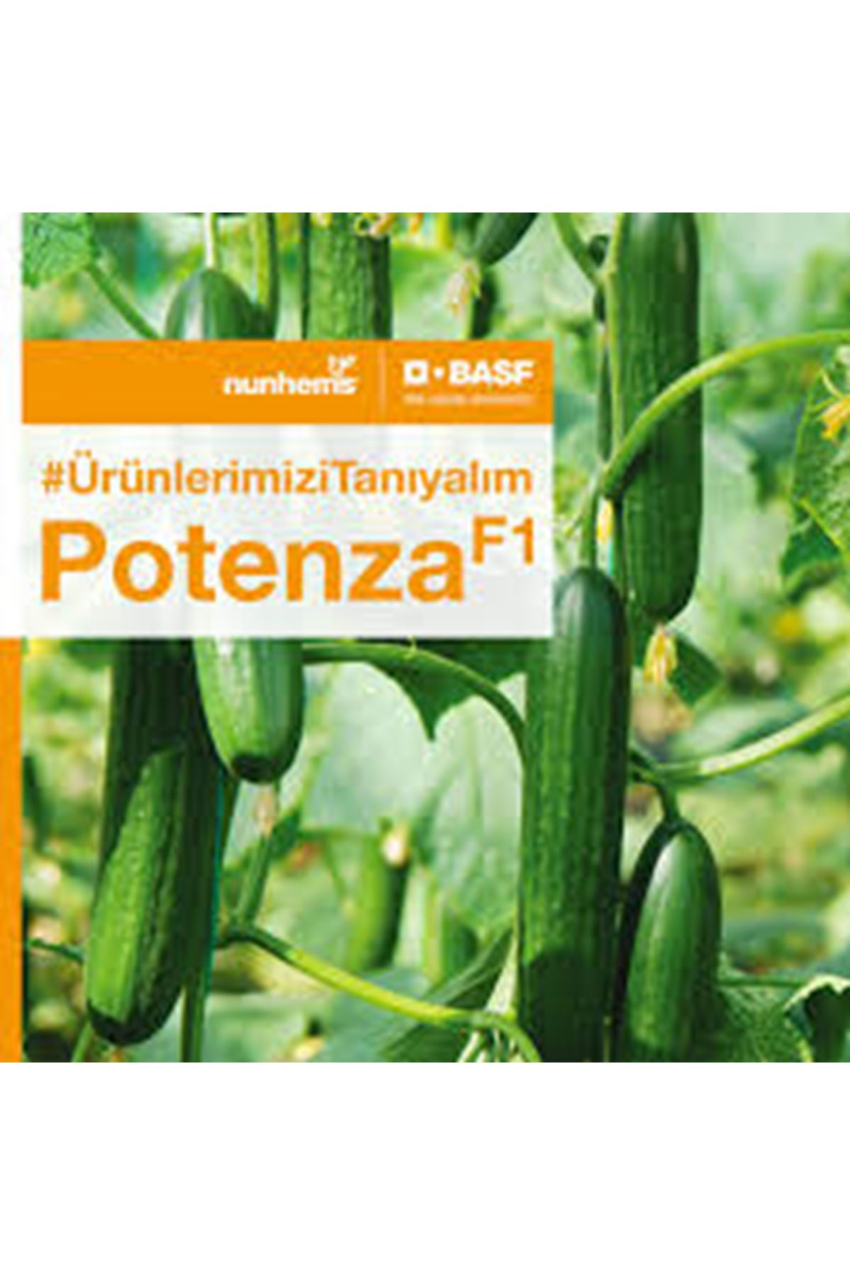 POTENZA F1 SIRIK HIYAR TOHUMU