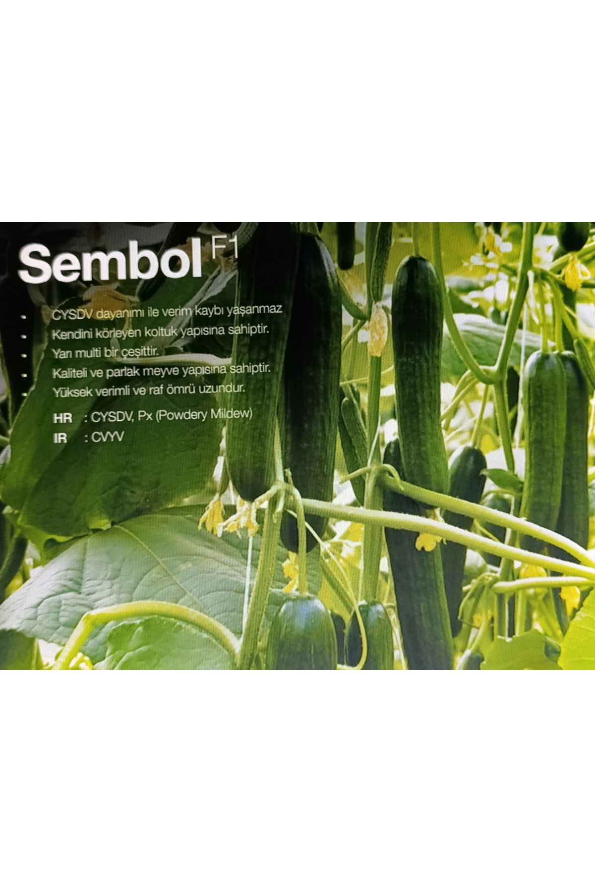 NUNHEMS SEMBOL F1 SIRIK HIYAR TOHUMU