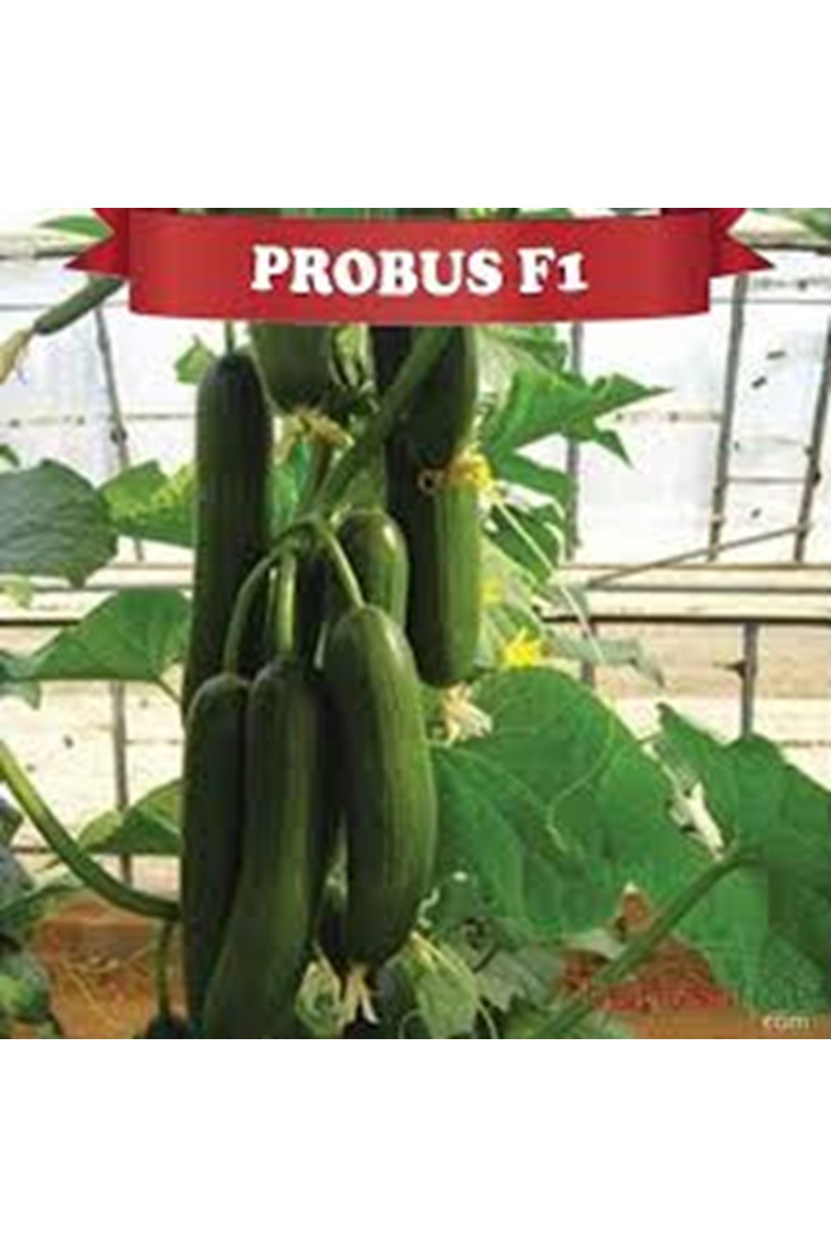 NUNHEMS PROBUS F1 SIRIK HIYAR TOHUMU