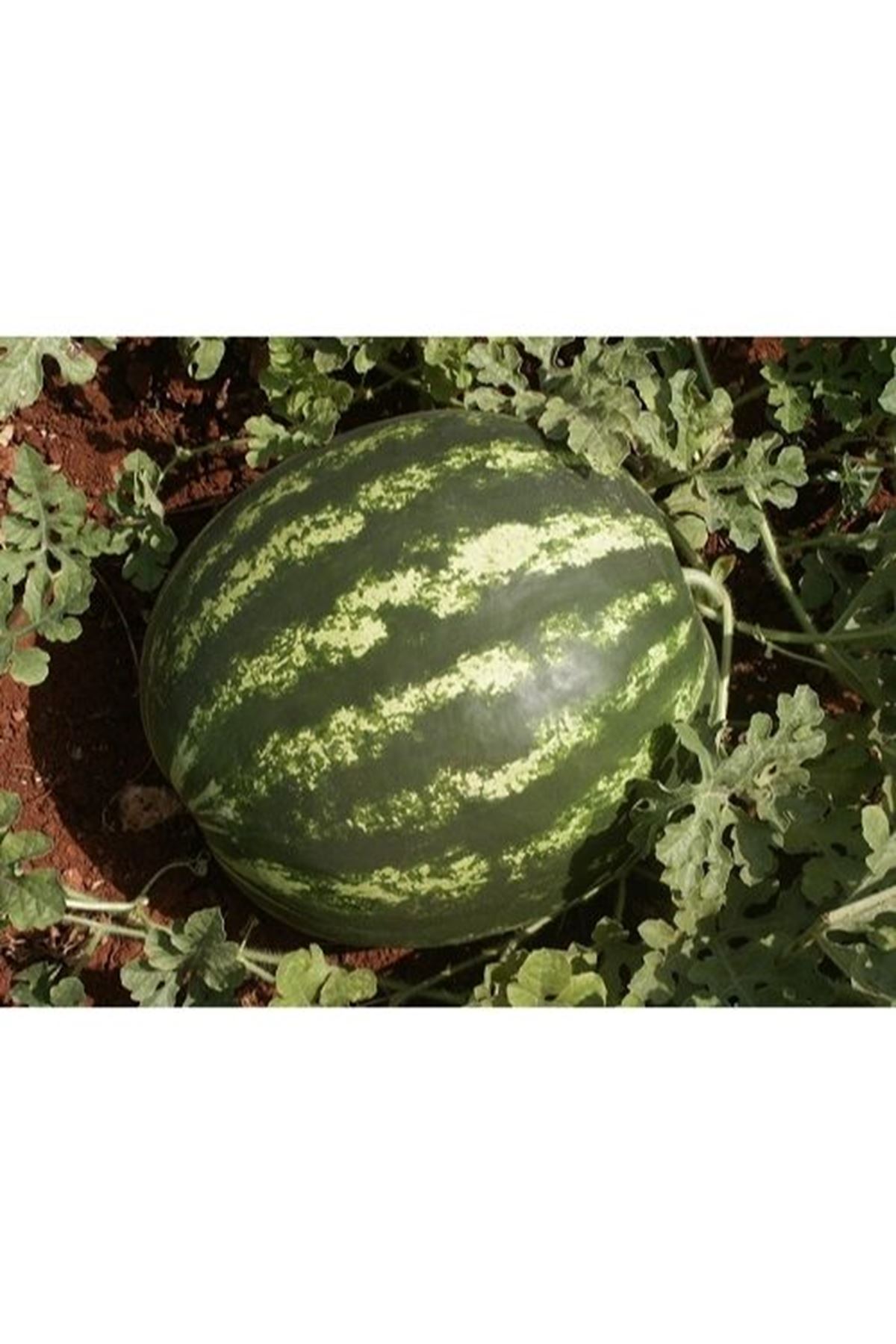 GOLDEN WEST GALAXY KARPUZ TOHUMU