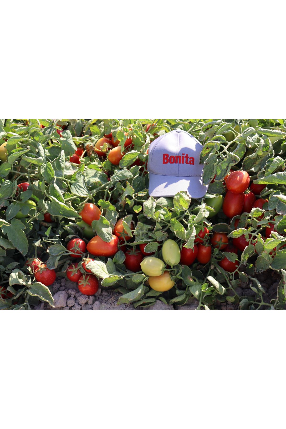 BONİTA F1 OTURAK  DOMATES TOHUMU