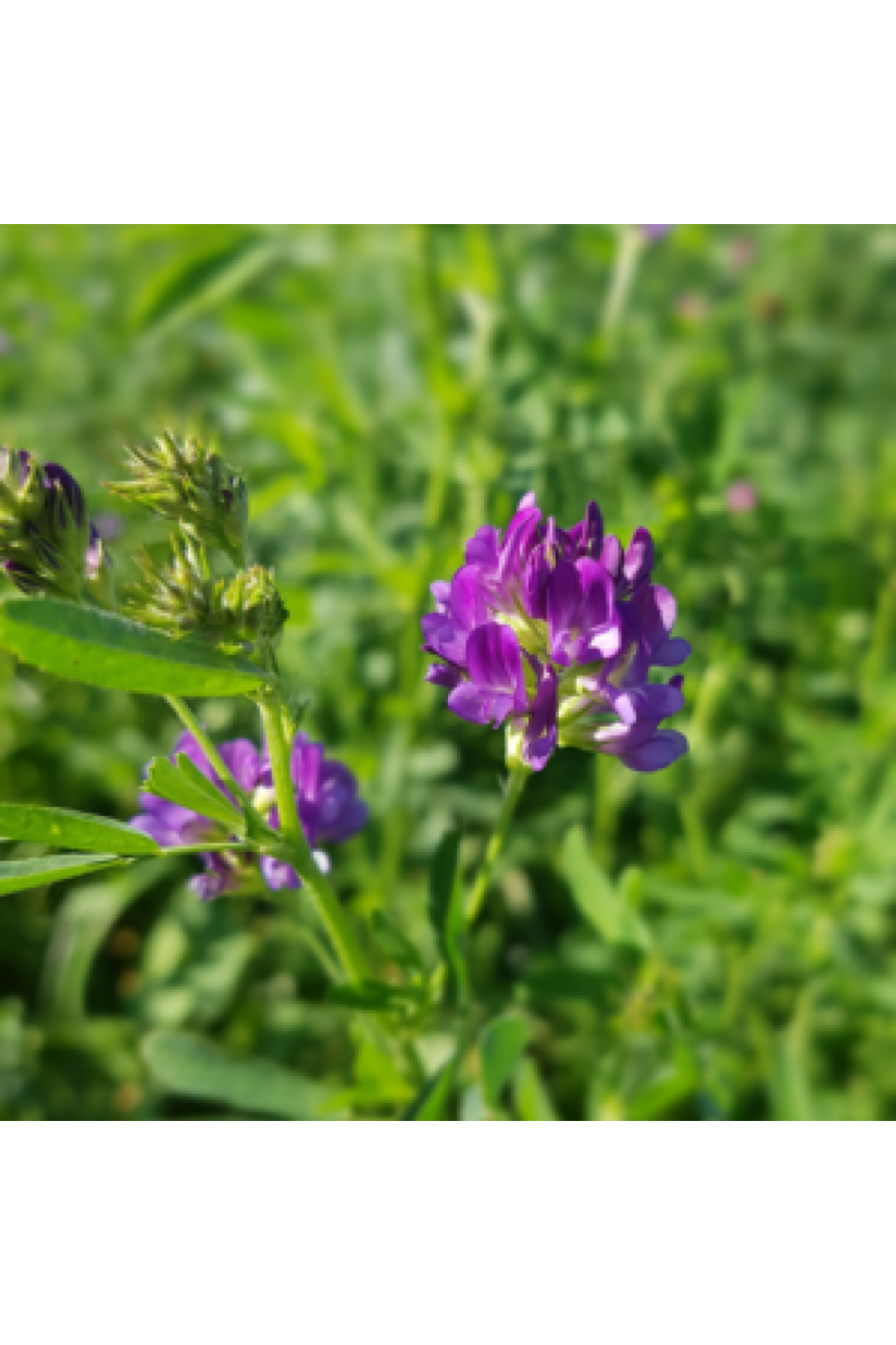 GEA YONCA TOHUMU 25 KG AMBALAJLARDA