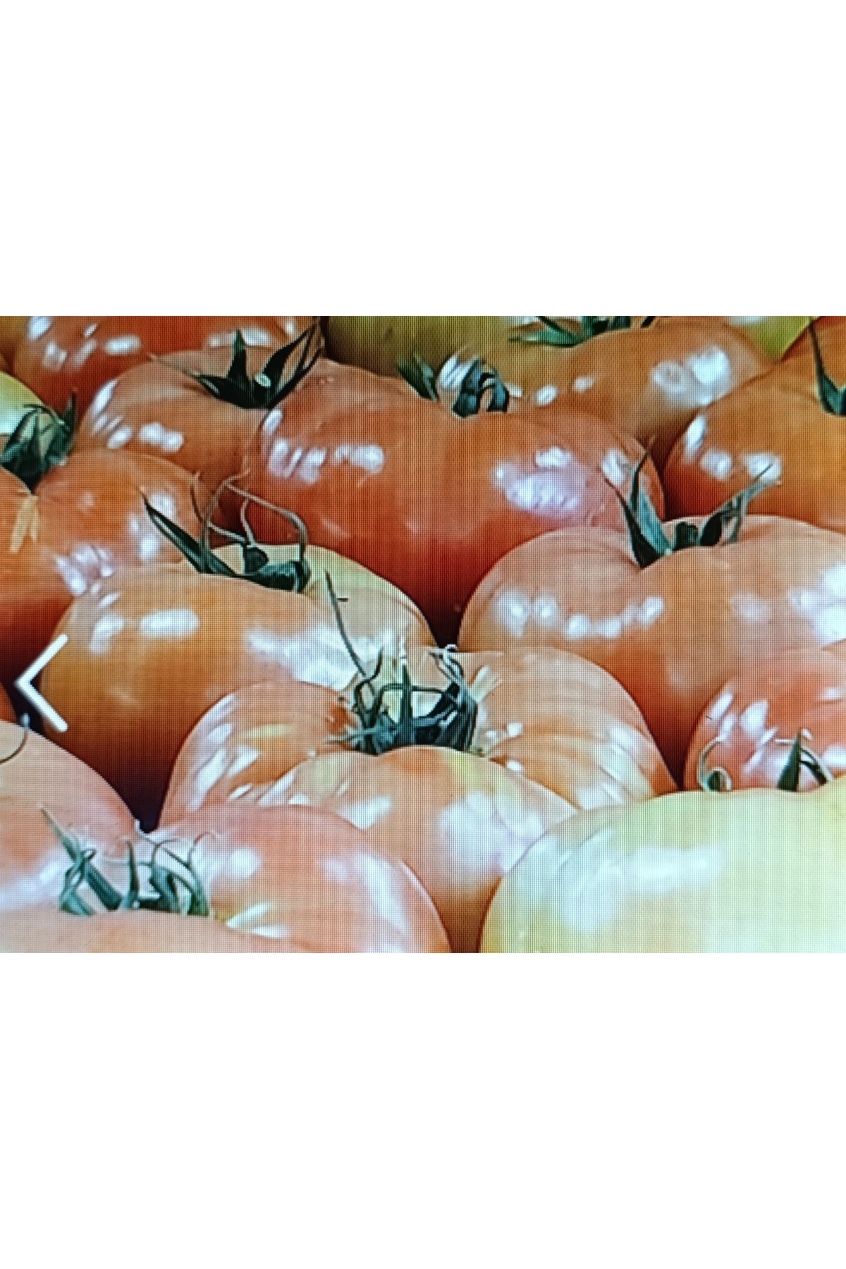 HAZERA SİHİRBAZ F1 SIRIK PEMBE DOMATES TOHUMU , 1000 ADETLİK AMBALAJDA