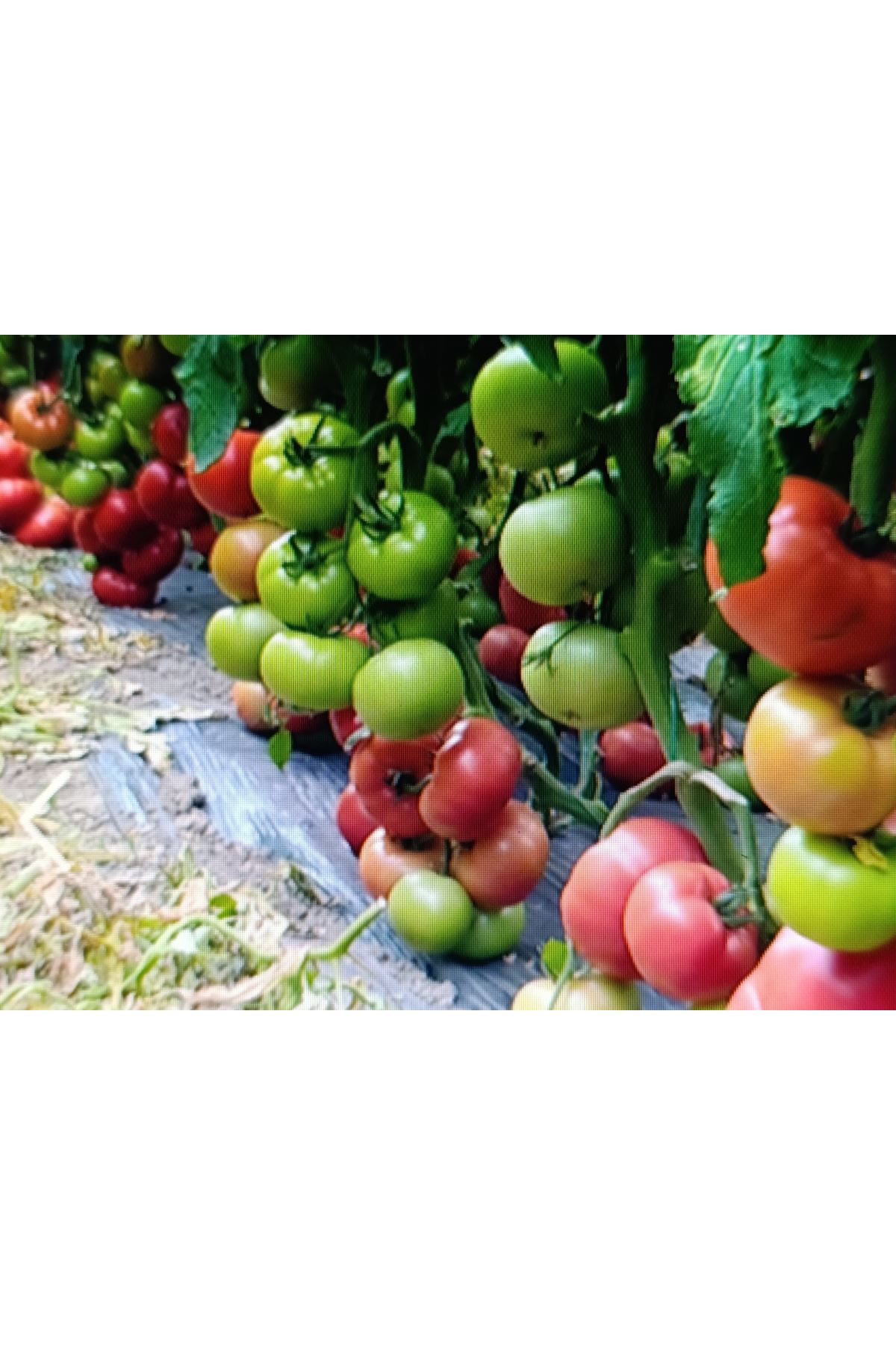 HAZERA SİHİRBAZ F1 SIRIK PEMBE DOMATES TOHUMU , 1000 ADETLİK AMBALAJDA