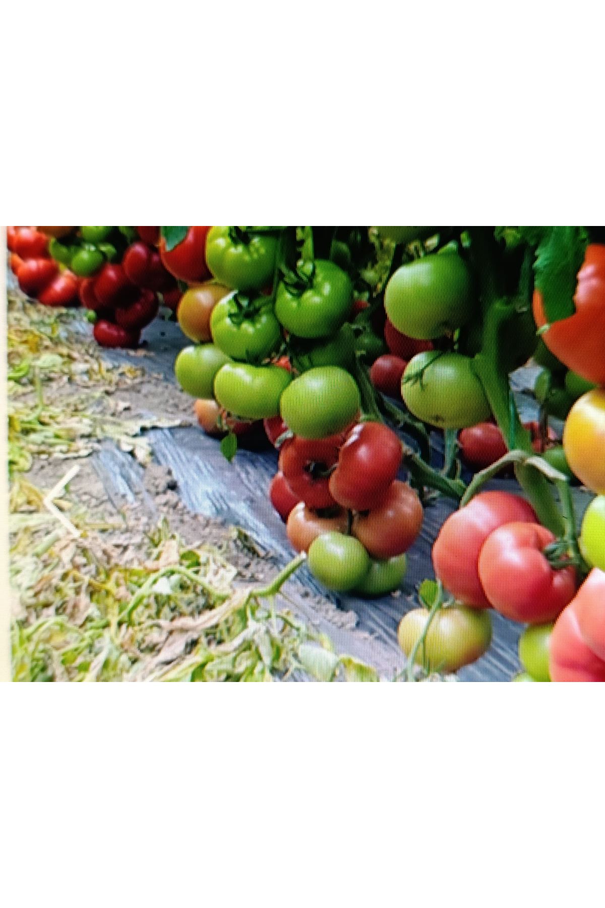 HAZERA SİHİRBAZ F1 SIRIK PEMBE DOMATES TOHUMU , 1000 ADETLİK AMBALAJDA