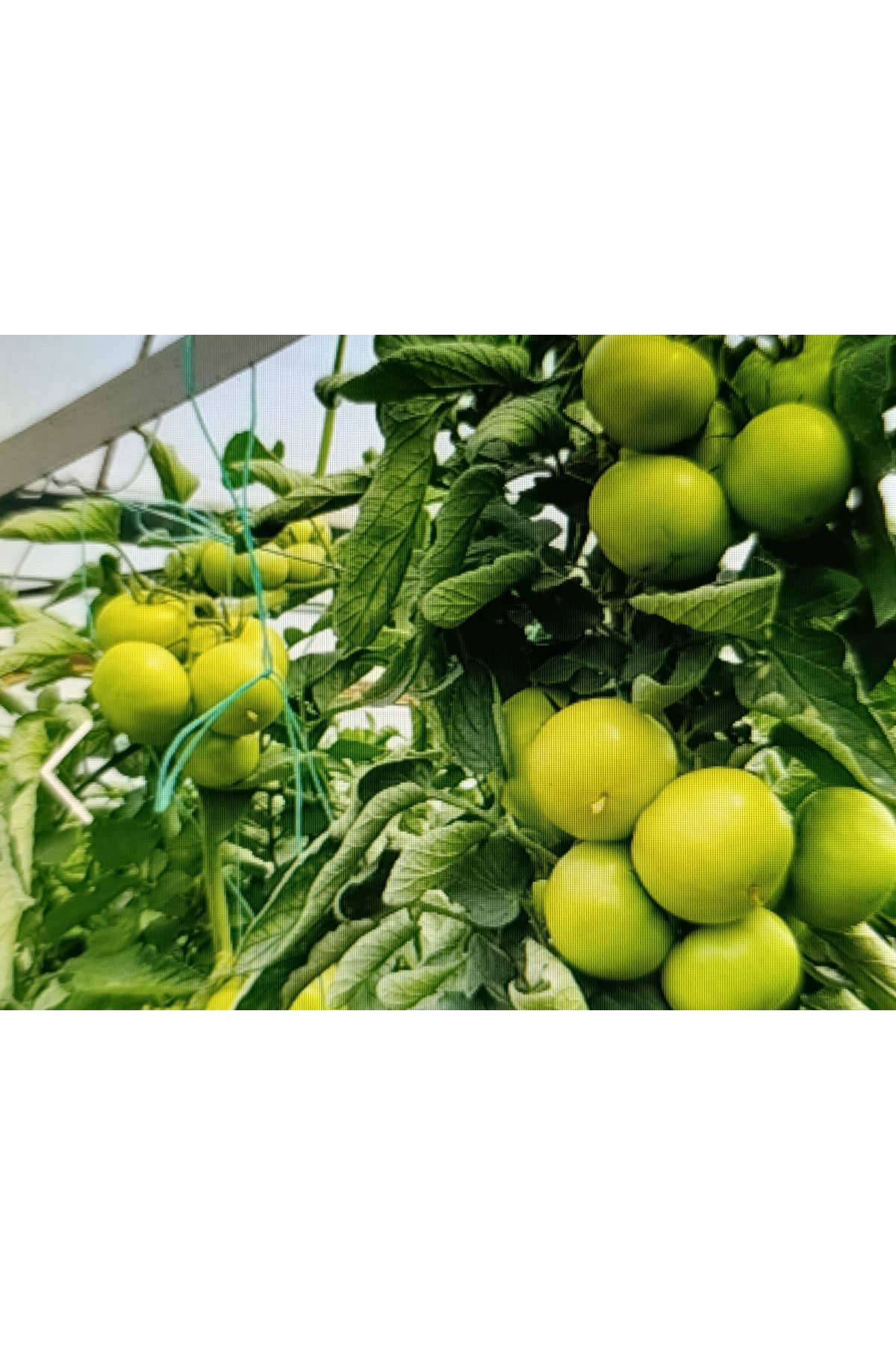 HAZERA SİHİRBAZ F1 SIRIK PEMBE DOMATES TOHUMU , 1000 ADETLİK AMBALAJDA