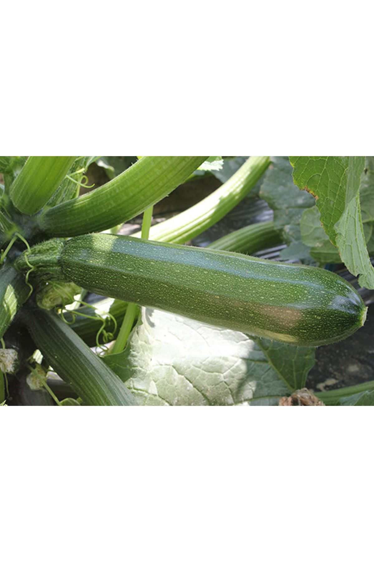 BRİLLANTE F1 SİYAH KABAK TOHUMU 1000 ADETLİK AMBALAJLARDA