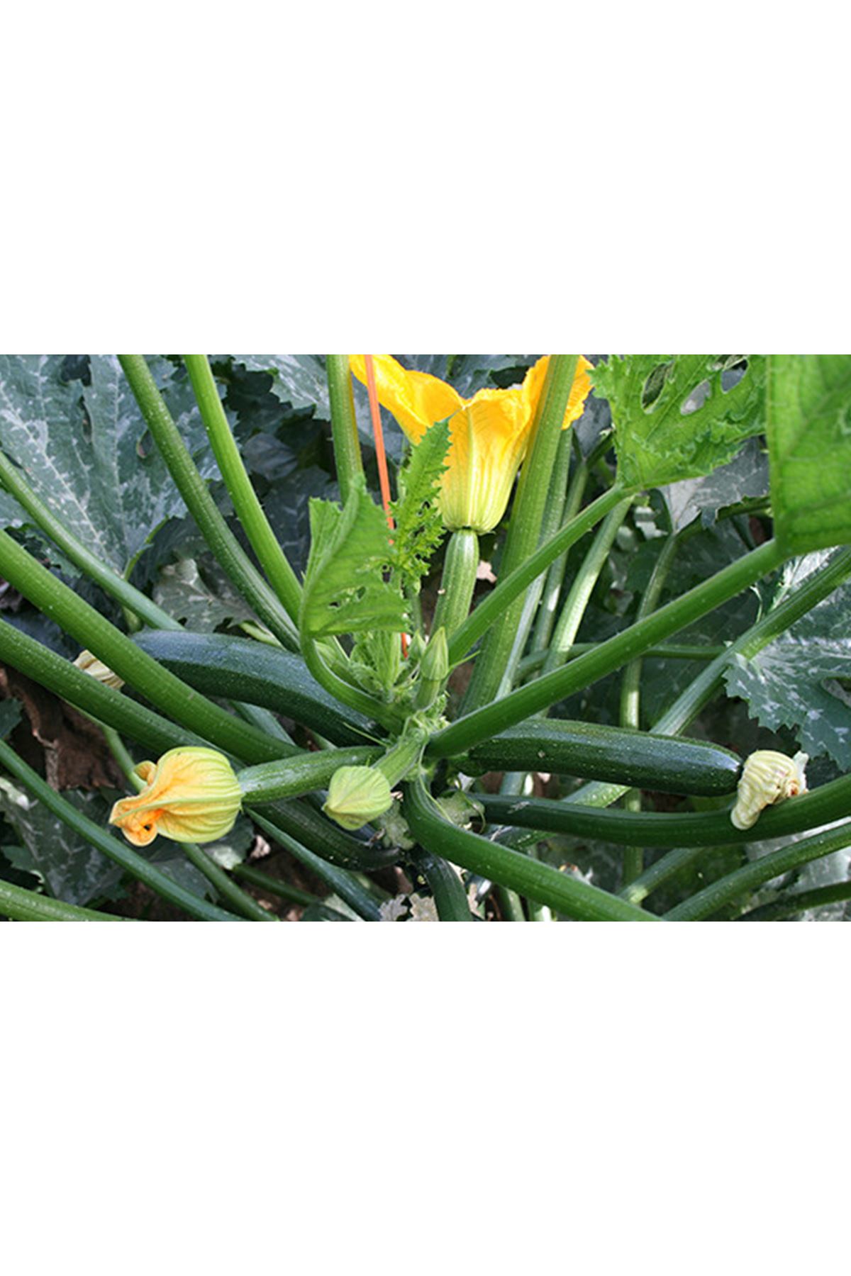 BRİLLANTE F1 SİYAH KABAK TOHUMU 1000 ADETLİK AMBALAJLARDA