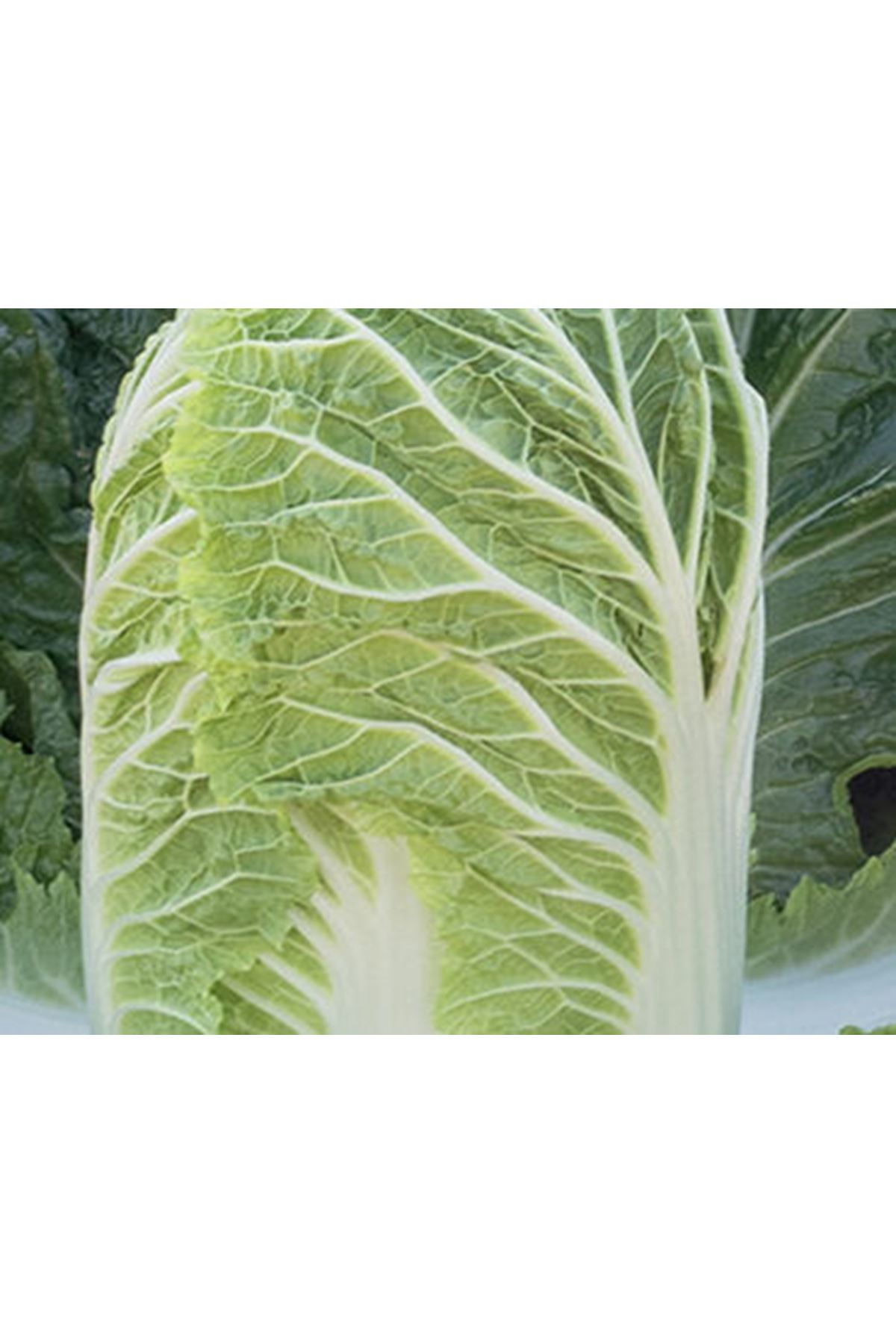 OPTİKO F1 ÇİN LAHANASI  TOHUMU