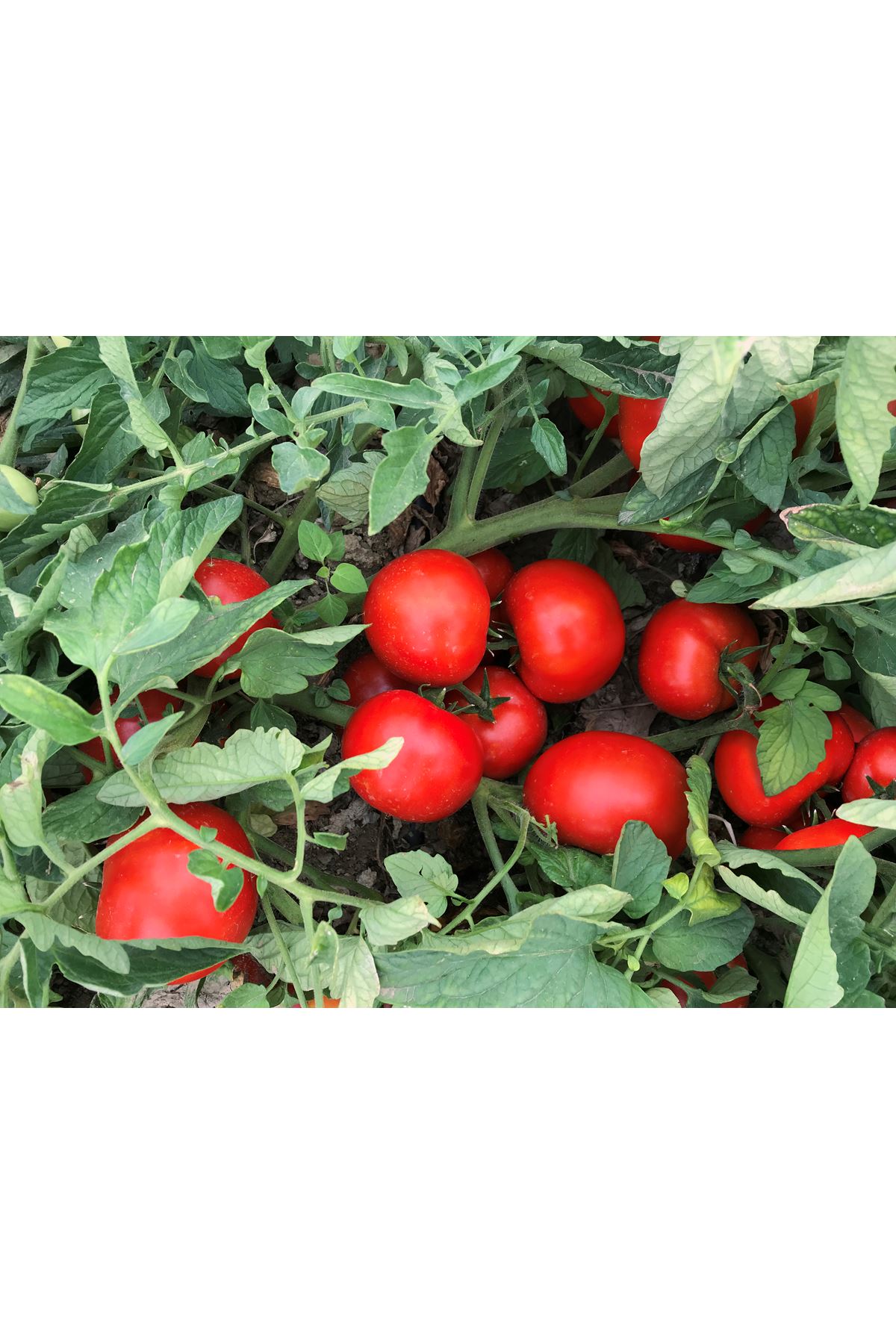 ALTBEK F1 OTURAK DOMATES TOHUMU