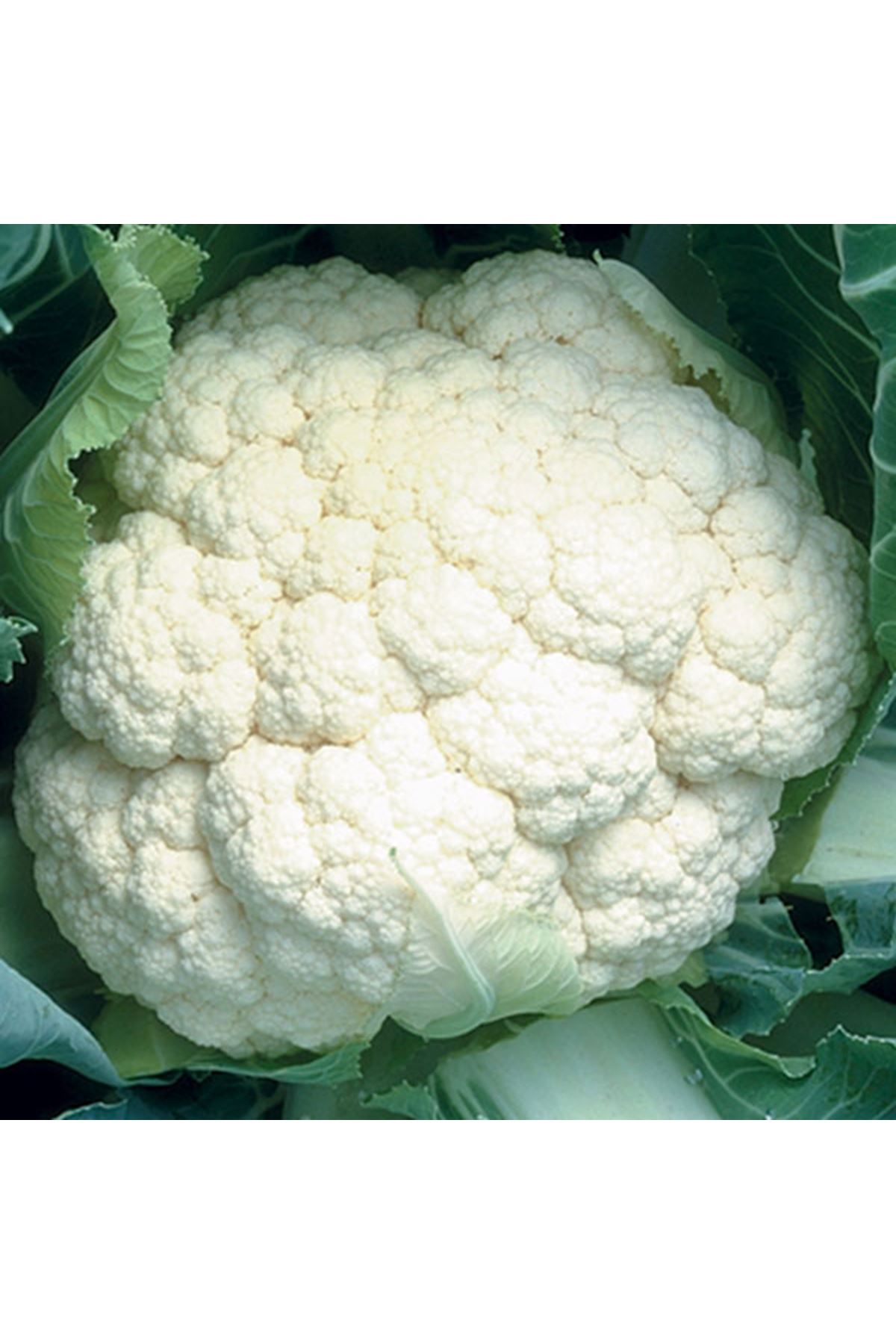 ARİZONA F1 ERKENCİ KARNABAHAR TOHUMU