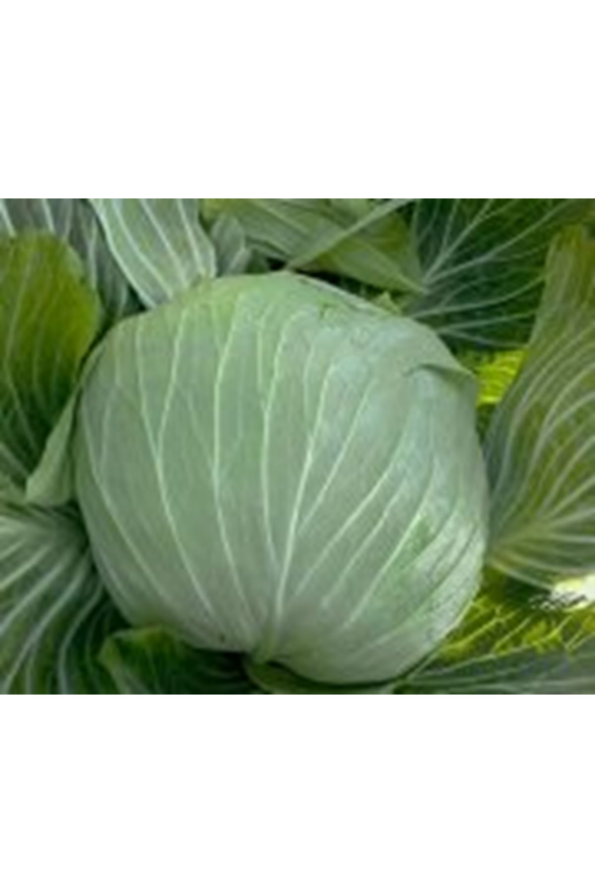 YAZGÜLÜ F1 BEYAZ LAHANA TOHUMU