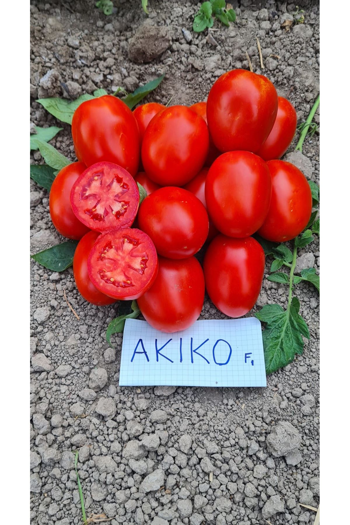 AKİKO F1 SANAYİ TİPİ DOMATES TOHUMU