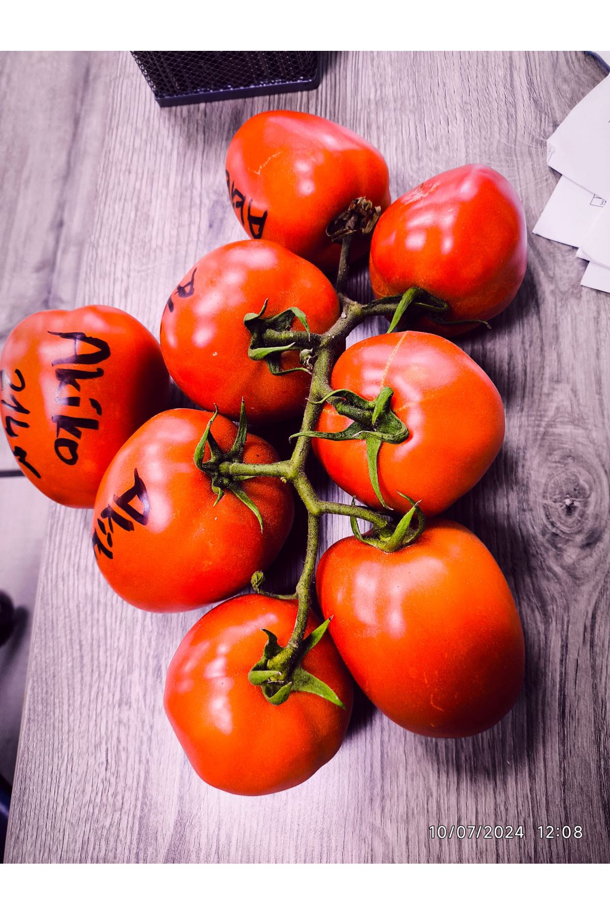 AKİKO F1 SANAYİ TİPİ DOMATES TOHUMU