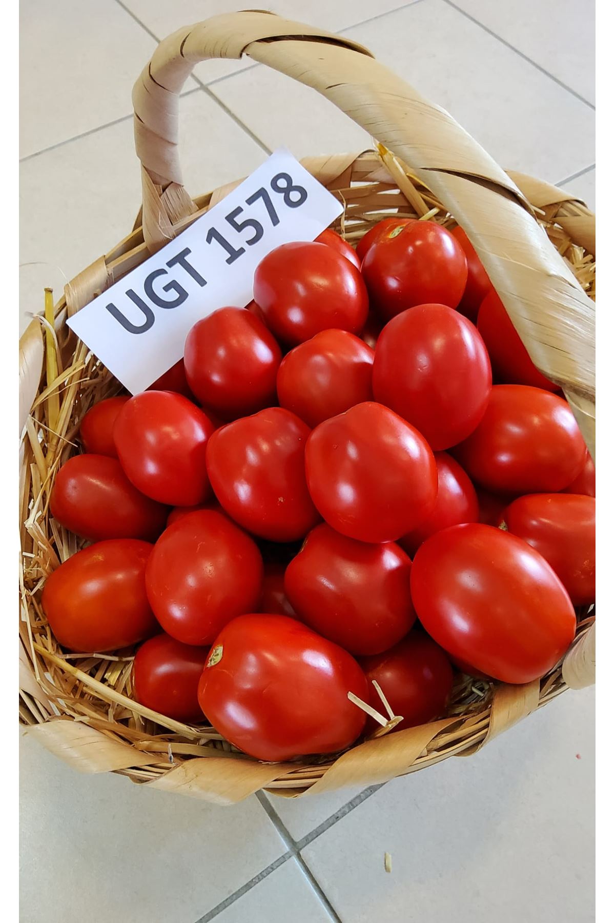 UGT 1578 F1 SANAYİ TİPİ DOMATES TOHUMU 