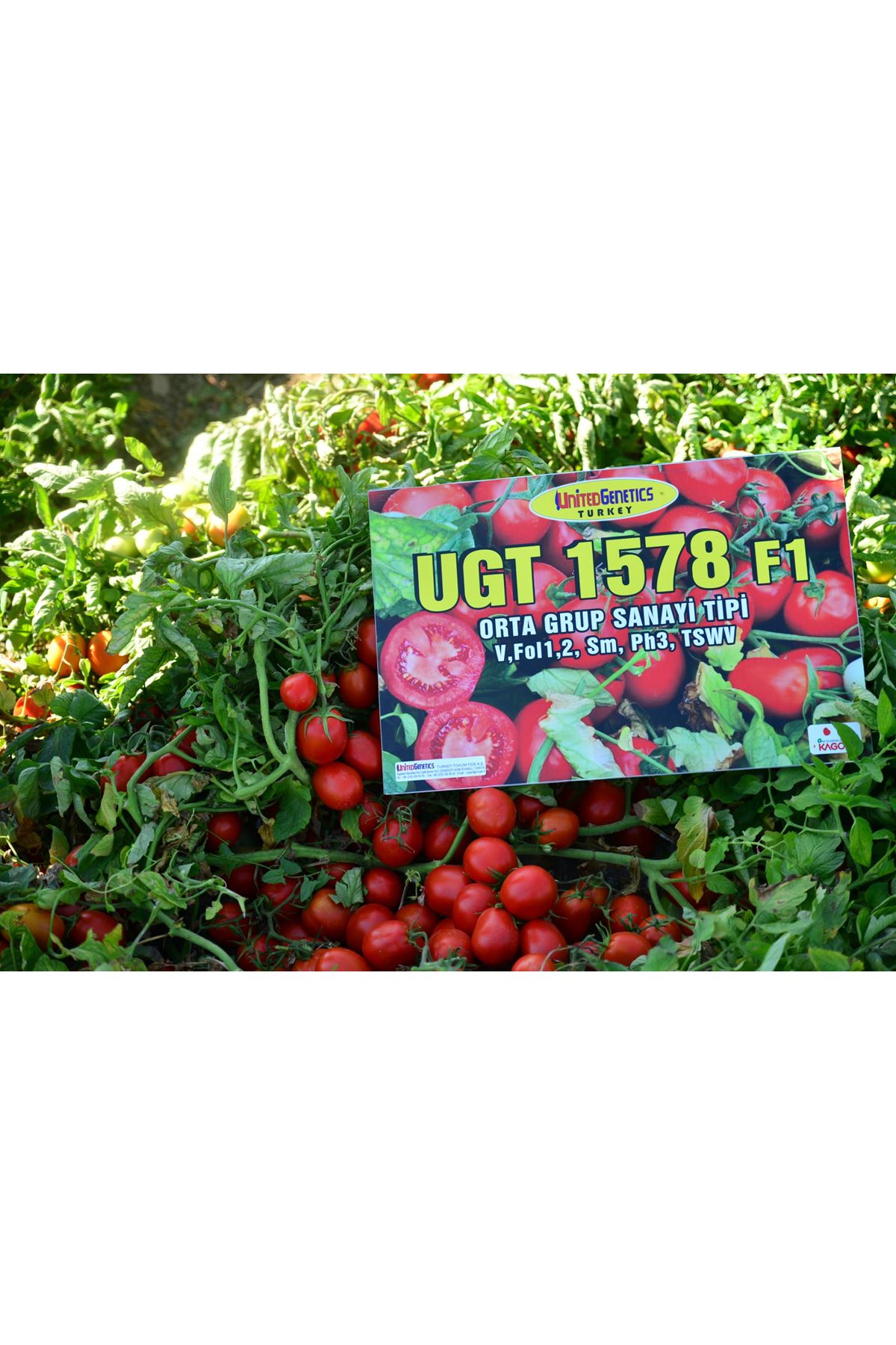 UGT 1578 F1 SANAYİ TİPİ DOMATES TOHUMU 