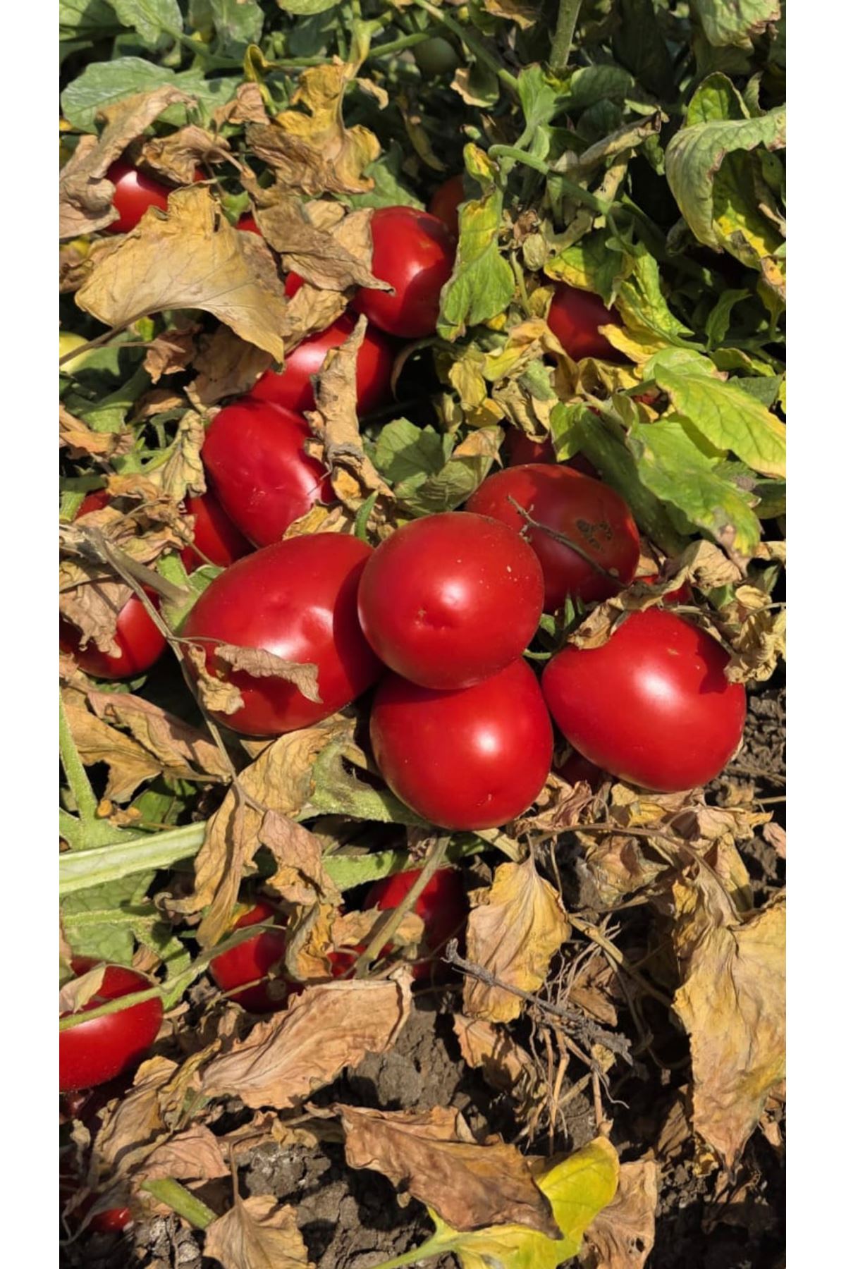 KIVILCIM F1 SANAYİ TİPİ DOMATES TOHUMU