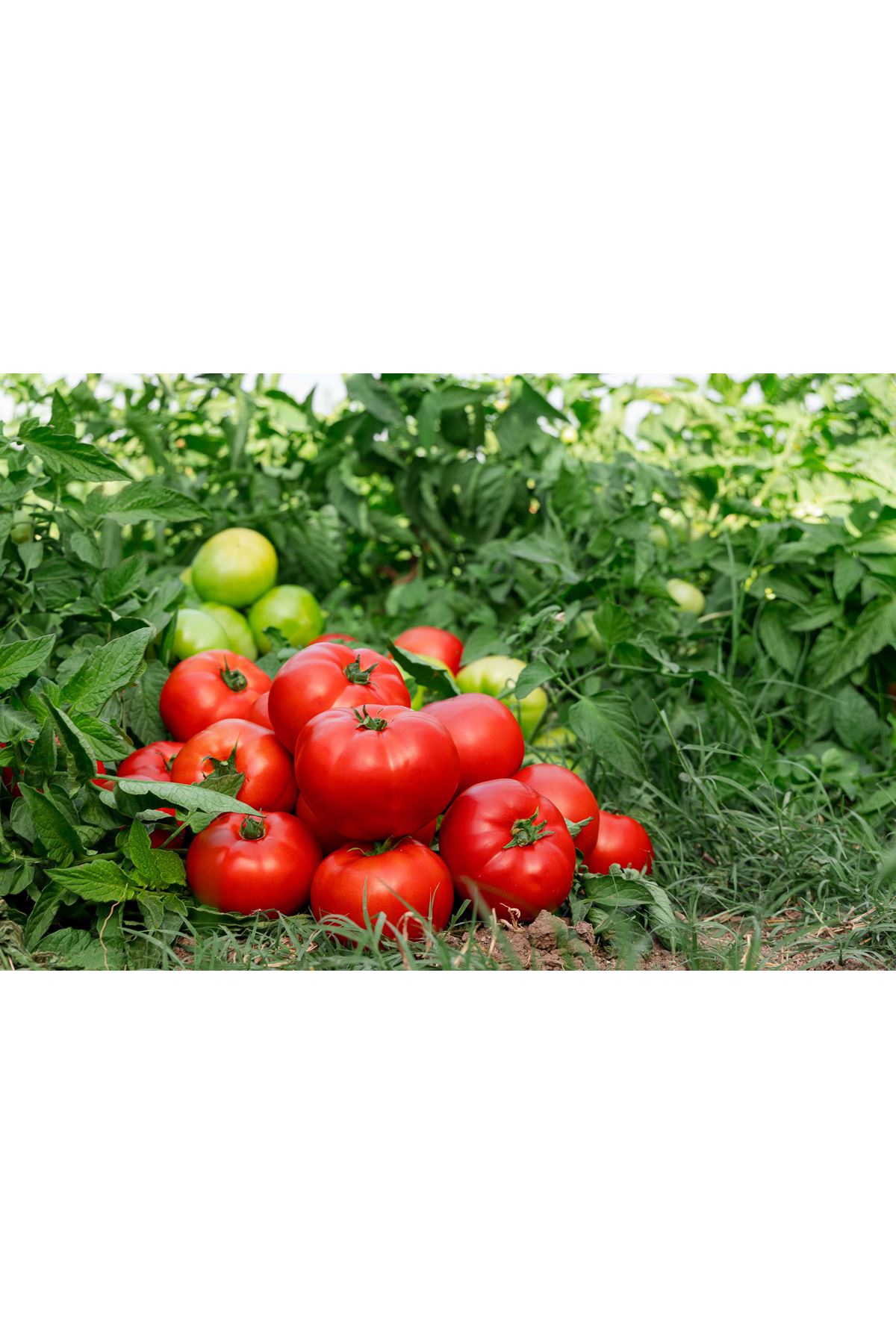 DOĞUŞ F1  OTURAK DOMATES TOHUMU