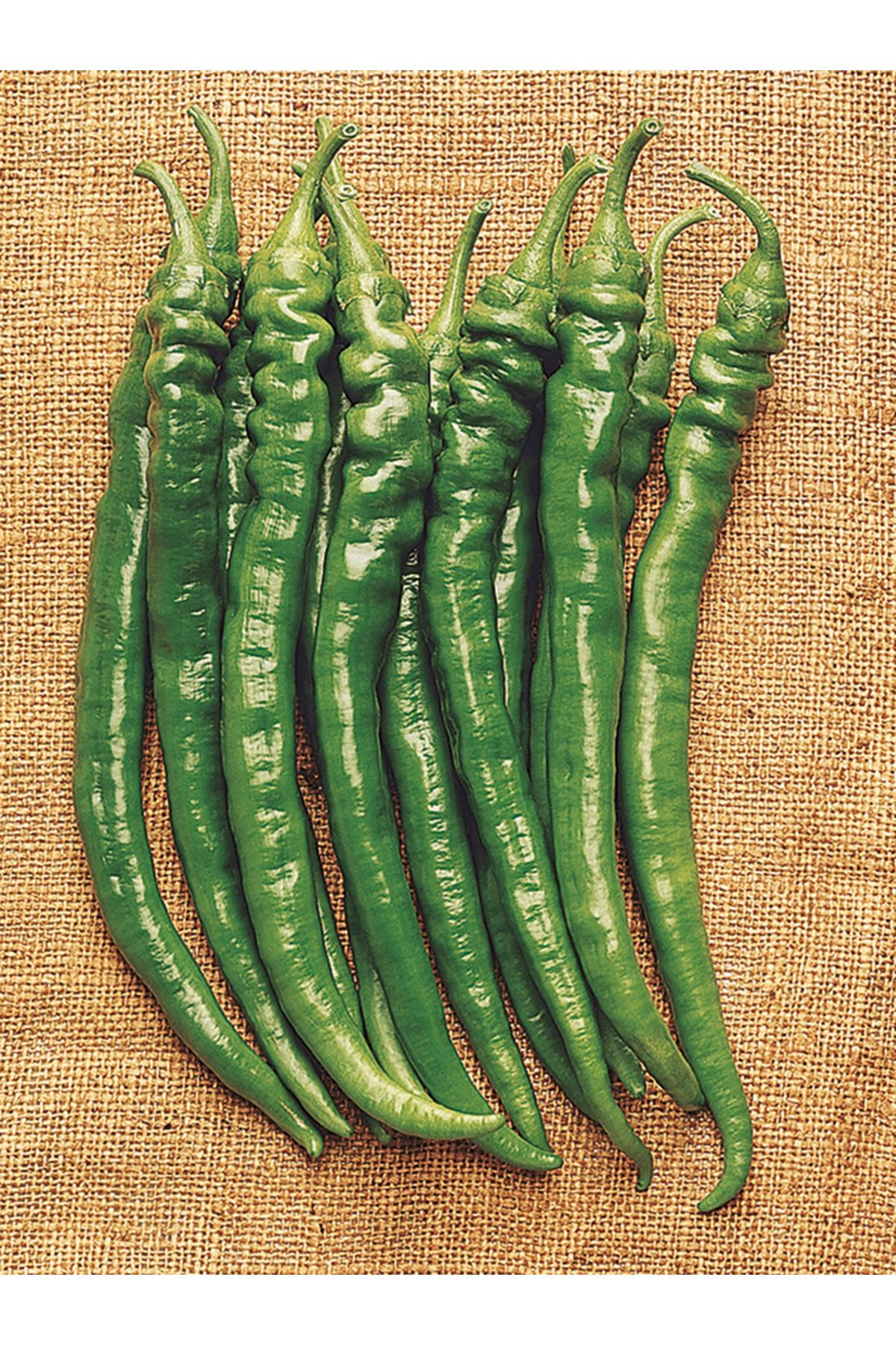 ŞAHNALI BİBER TOHUMU 25 GRAM AMBALAJI KDV DAHİL ADET FİYATI