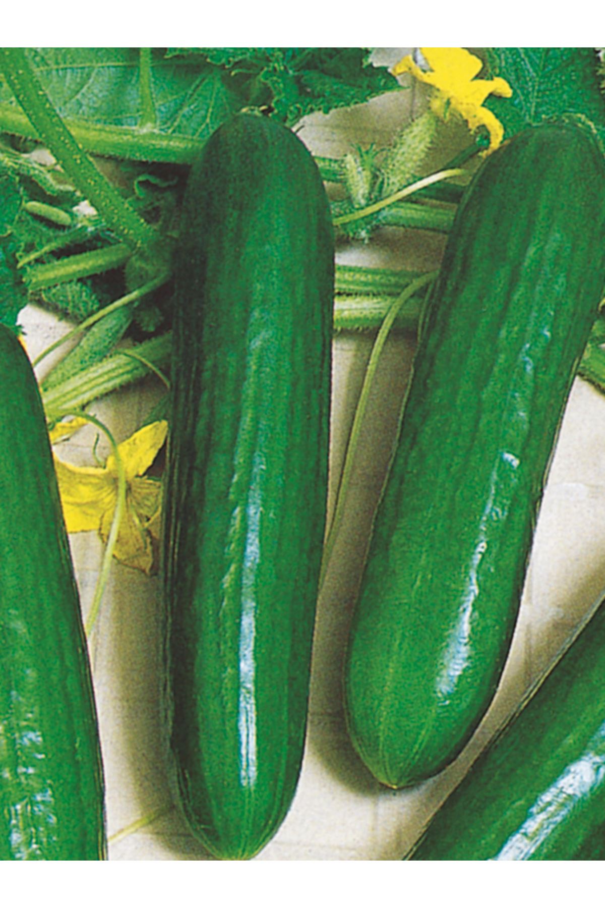  10 GRAM AMBALAJ  ALTIN TOHUM BEİTH ALPHA HIYAR TOHUMU ADET KDV DAHİL FİYATI 