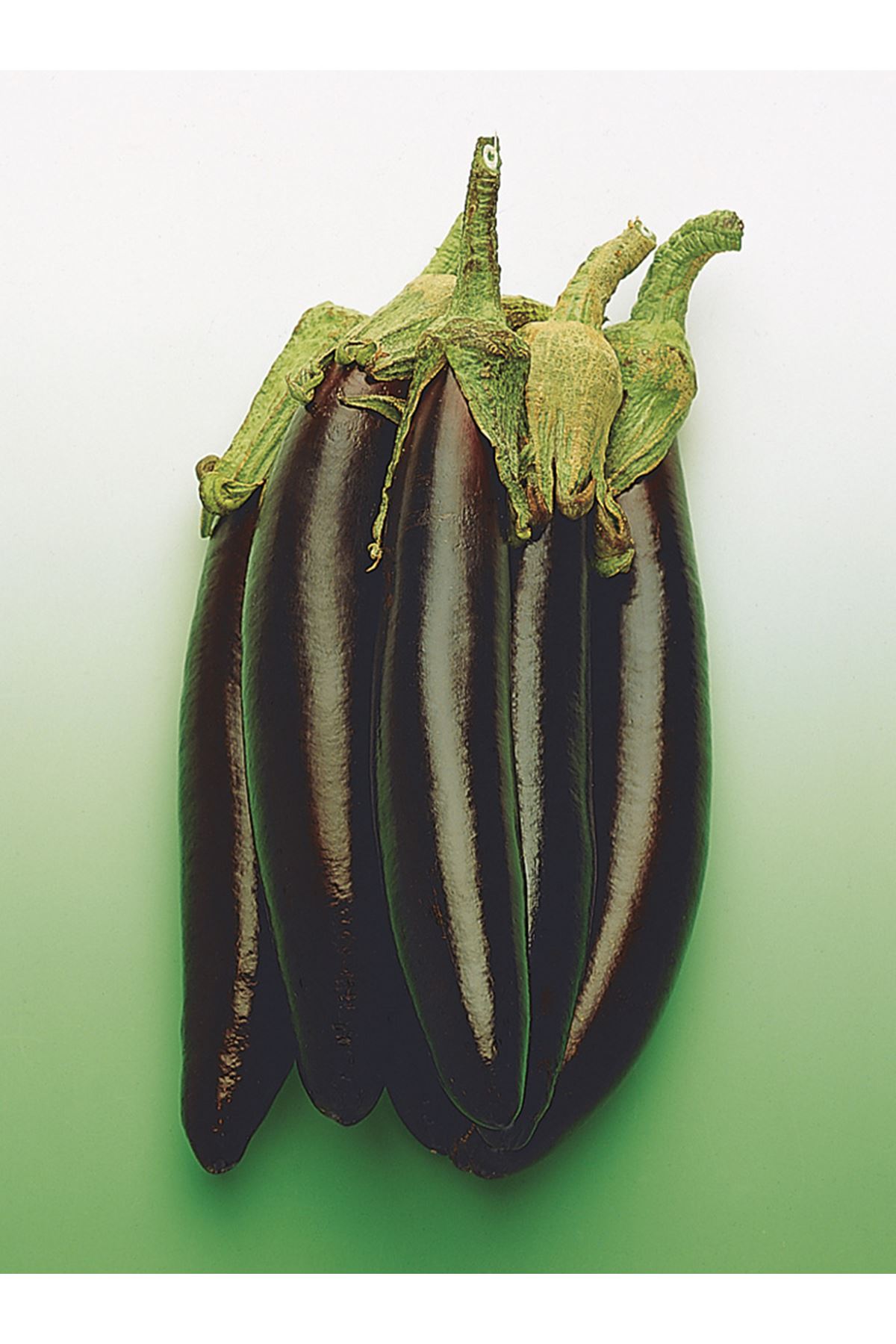 25 GRAM AMBALAJI HALEP KARASI PATLICAN TOHUMU KDV DAHİL ADET FİYATI