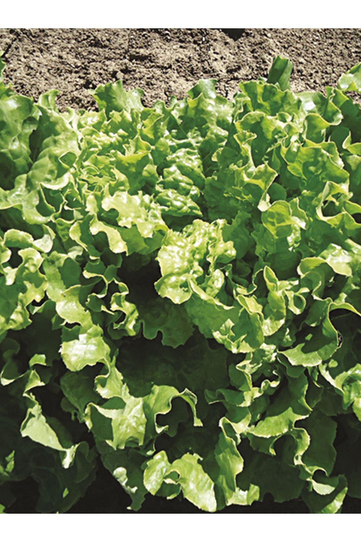 10 GRAM AMBALAJ ALTIN KIVIRCIK MARUL TOHUMU , KDV DAHİL ADET FİYATI