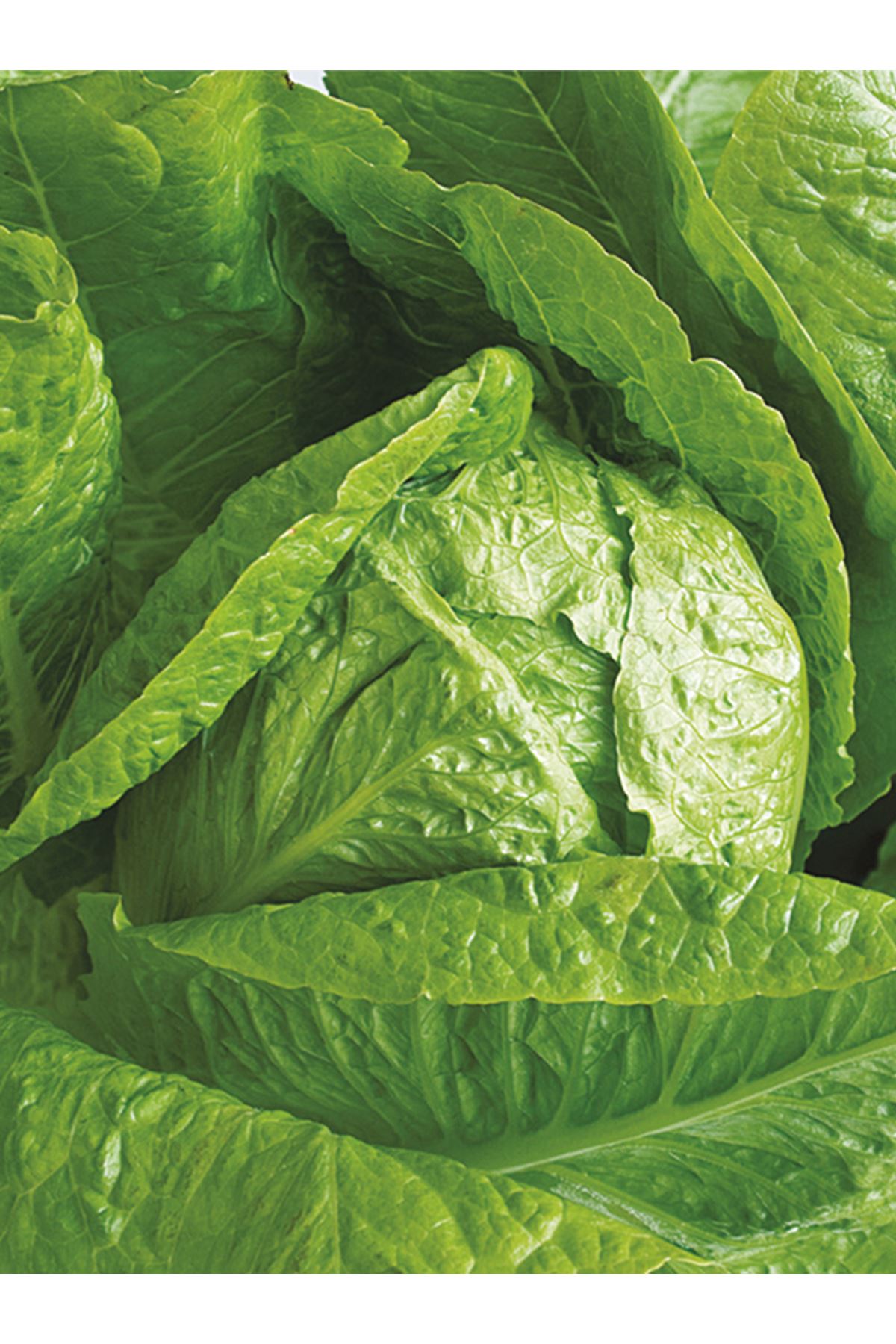  25 GRAM ALTIN TOHUM YEDİKULE MARUL TOHUMU AMBALAJI KDV DAHİL ADET FİYAT