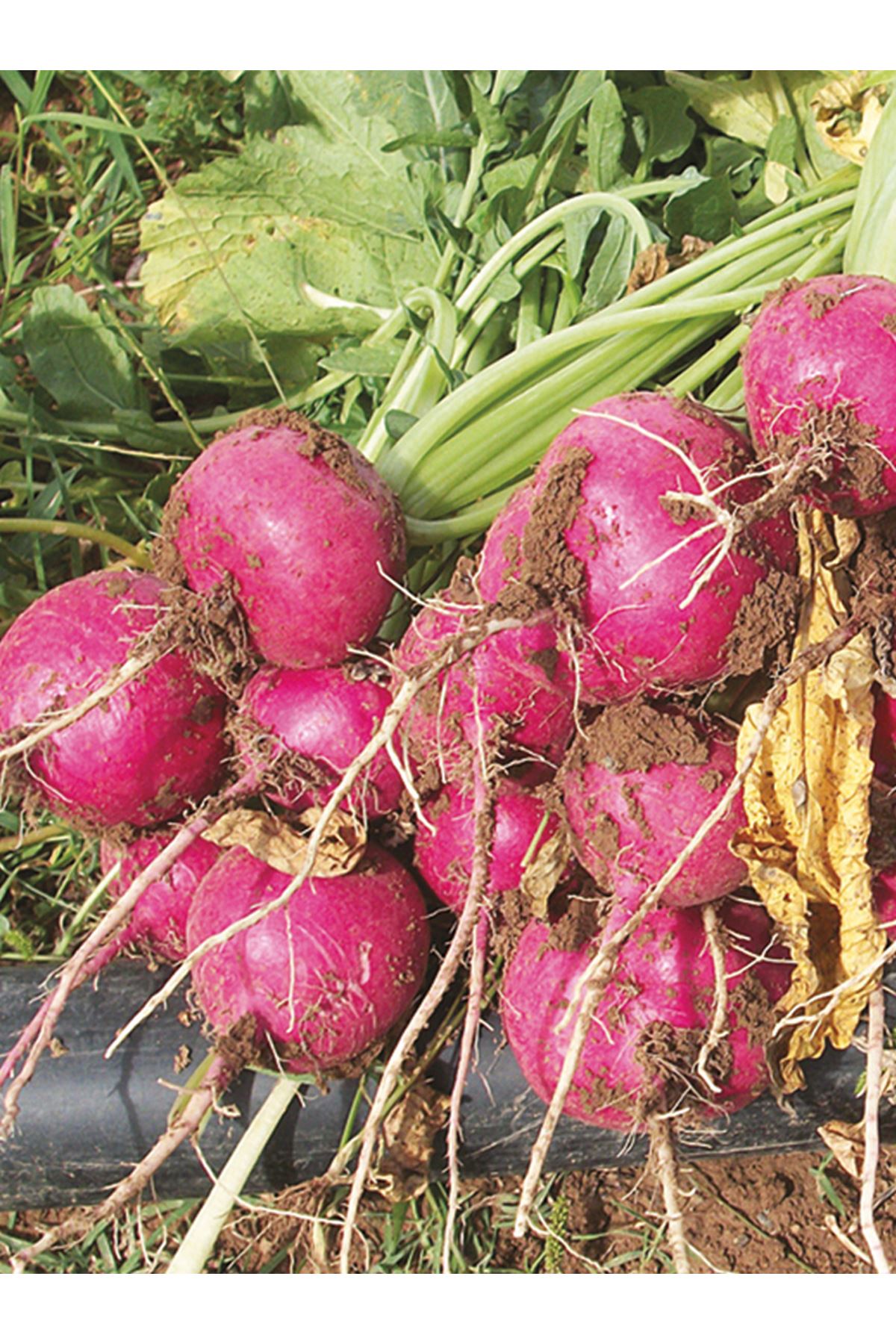 1 KG AMBALAJ  ALTIN TOHUM KIRMIZI  İRİ YUVARLAK  TURP TOHUMU KDV DAHİL ADET FİYATI