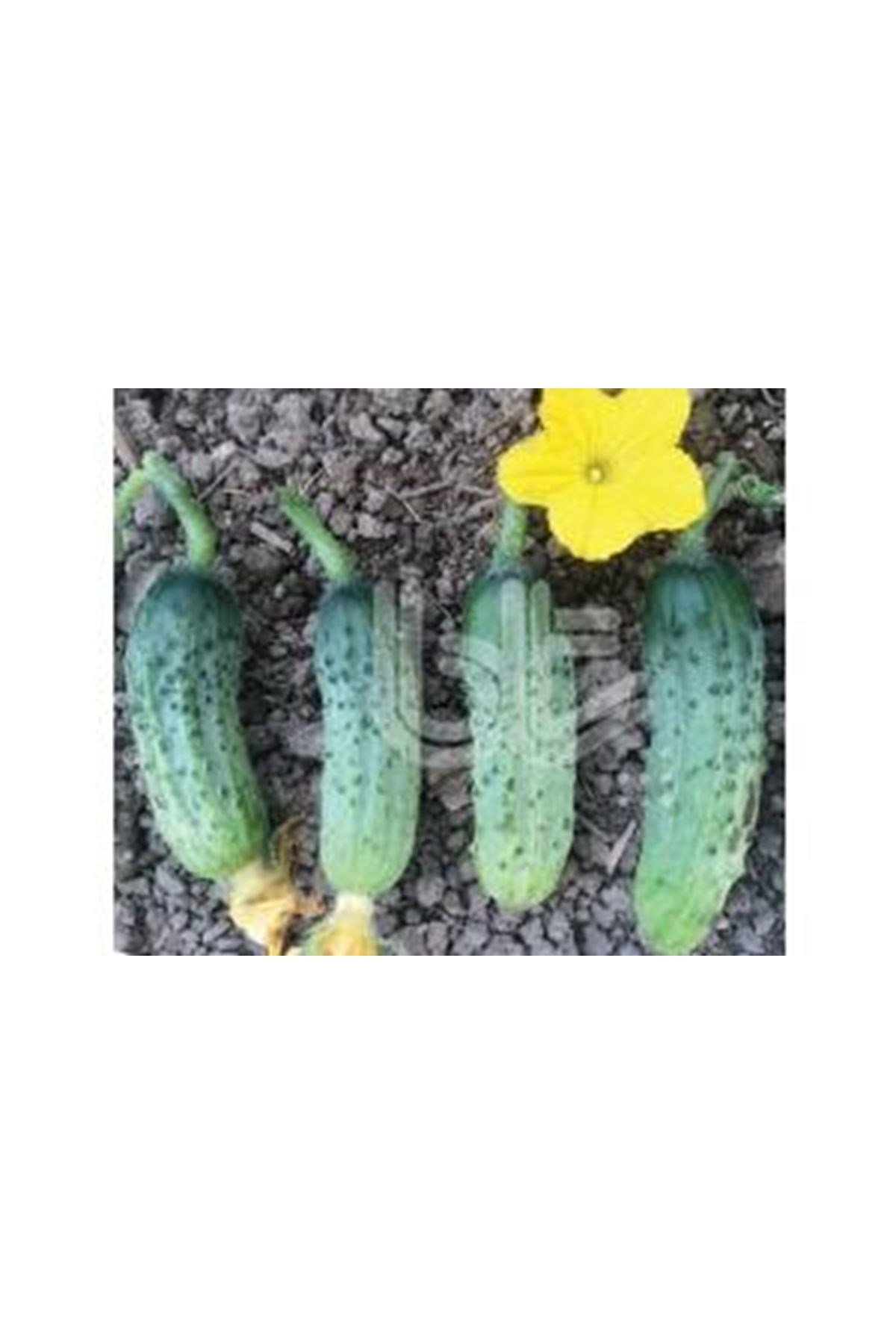 25 GRAM AMBALAJ  BT.ROCKET F1 TURŞULUK HIYAR TOHUMU KDV DAHİL ADET FİYATI