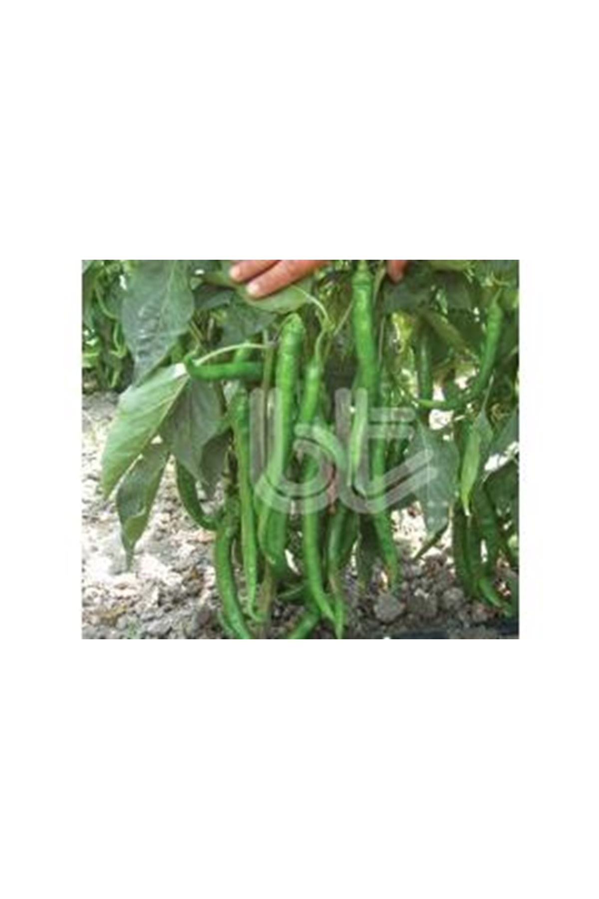 10 GRAM AMBALAJ  BT DEMOK DEMRE BİBER TOHUMU ADET KDV DAHİL FİYATI